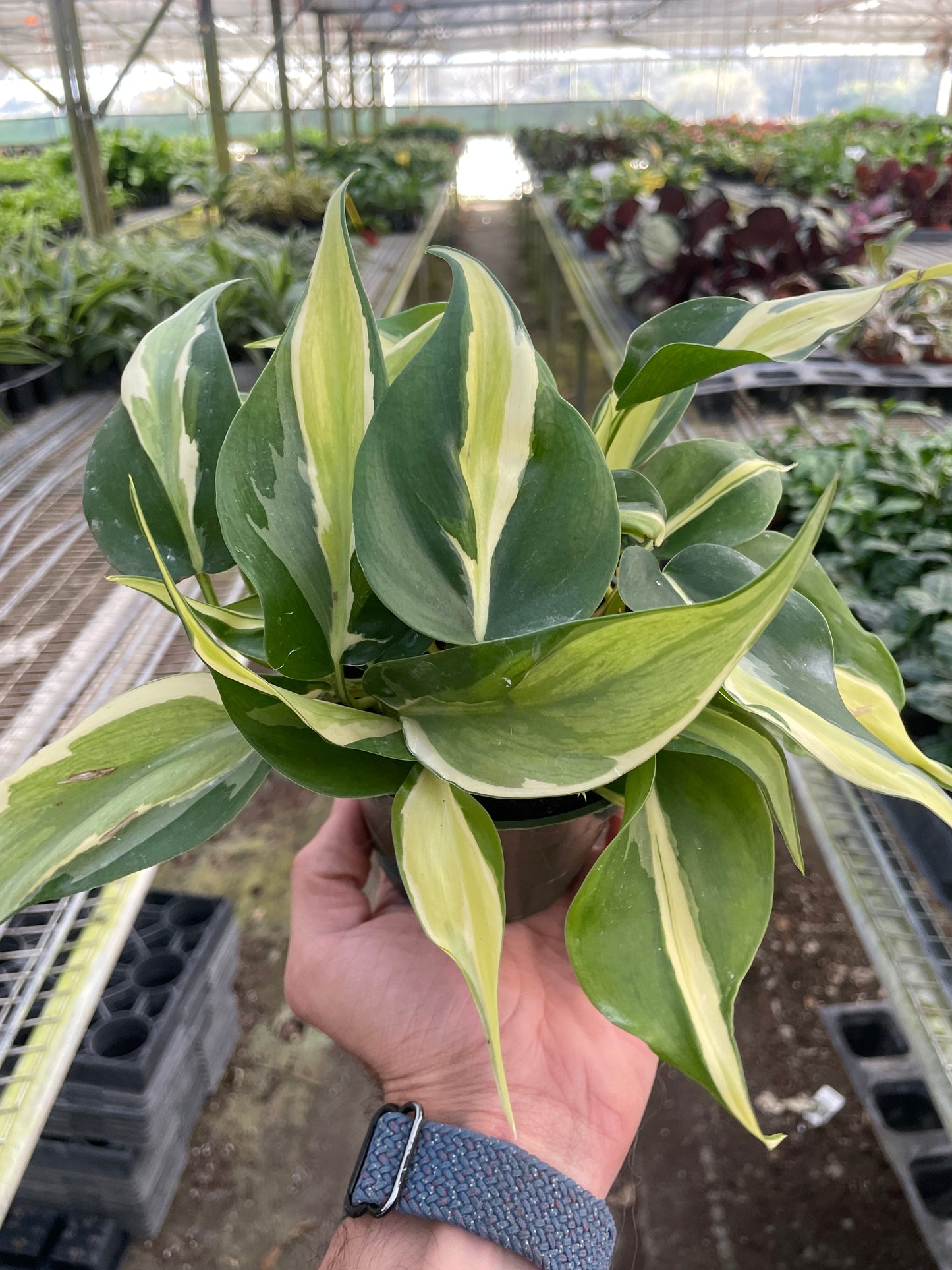 Philodendron 'Silver Stripe' | Cactus Clint