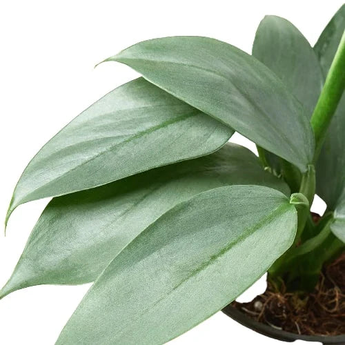 Philodendron 'Silver Sword' | Cactus Clint
