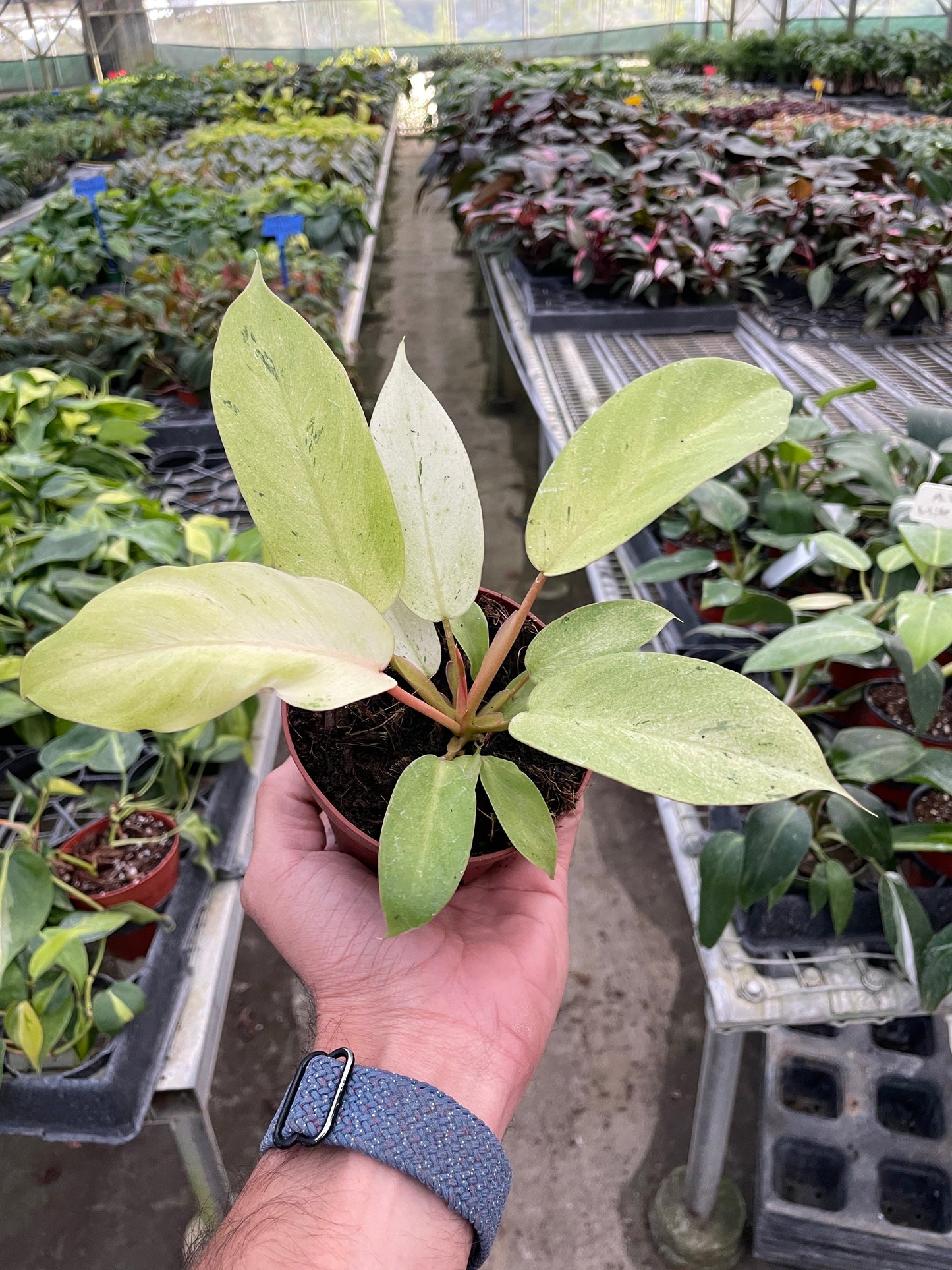 Philodendron 'Snowdrift' | Cactus Clint
