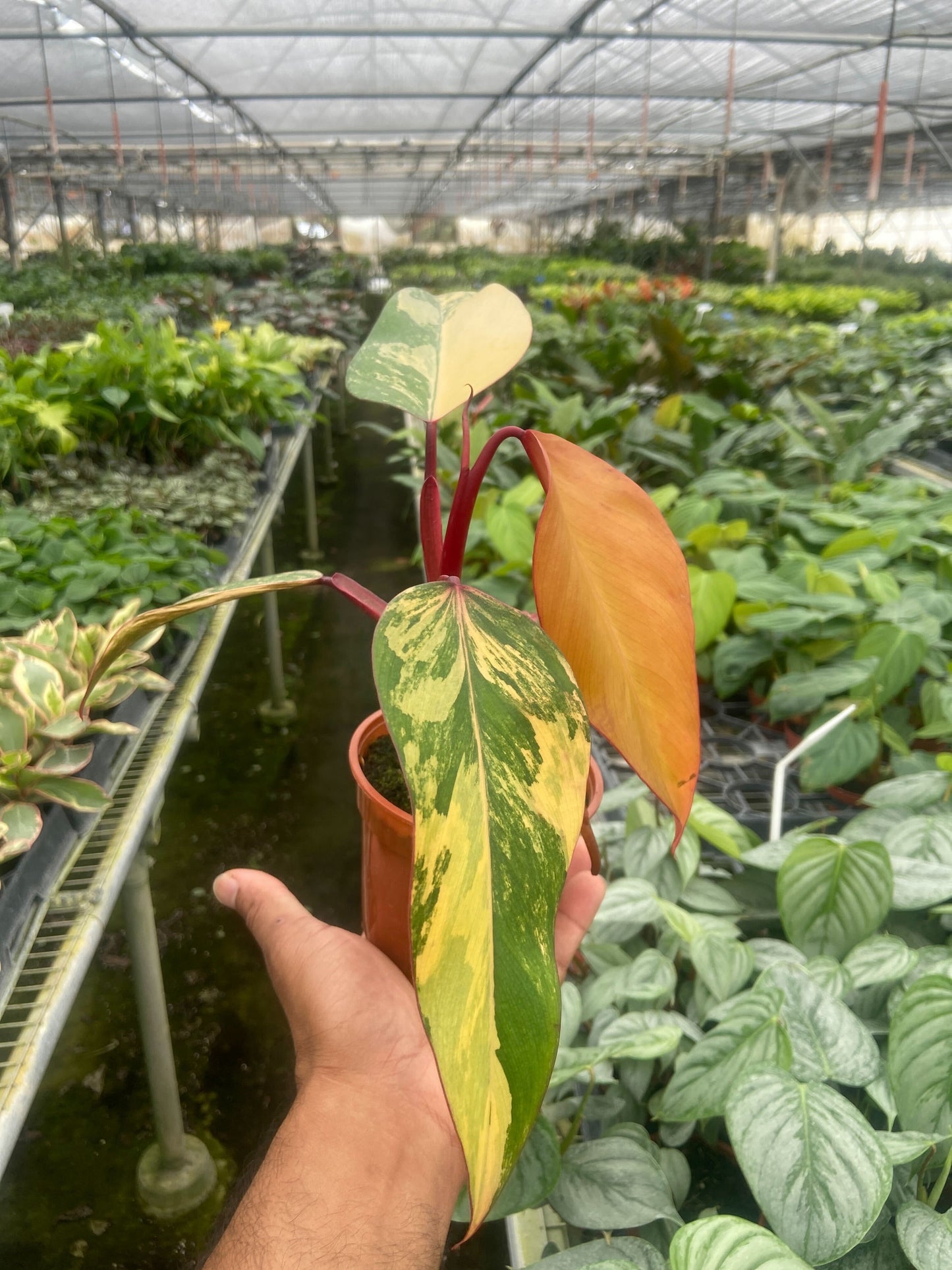 Philodendron 'Strawberry Shake' | Cactus Clint