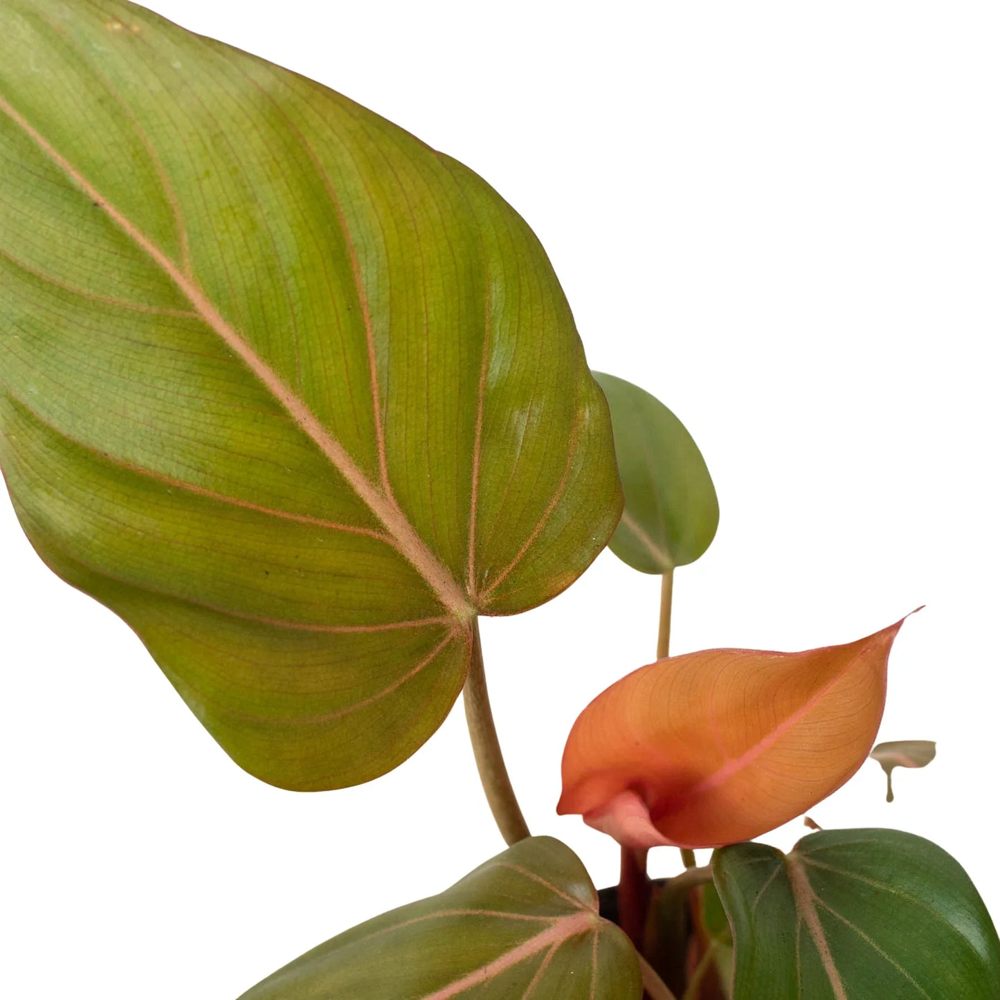 Philodendron 'Summer Glory' | Cactus Clint