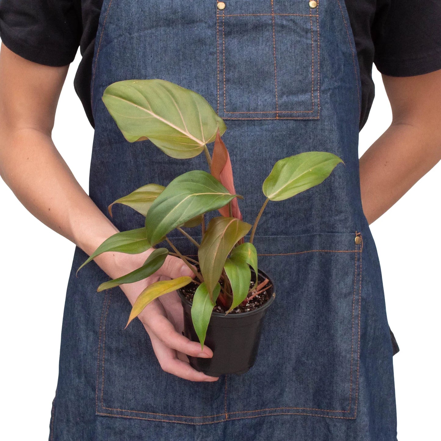 Philodendron 'Summer Glory' | Cactus Clint