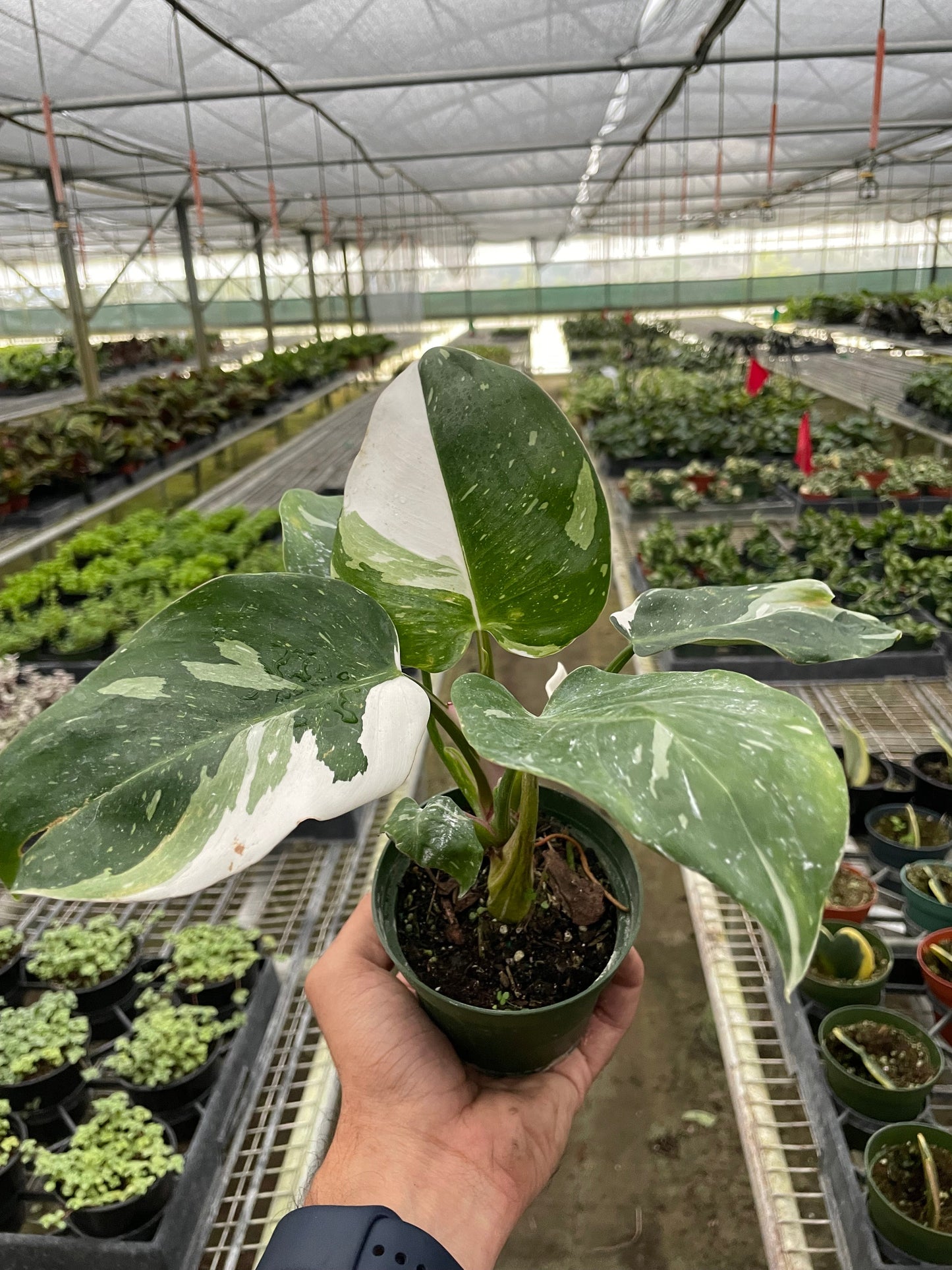 Philodendron 'White Princess' | Cactus Clint