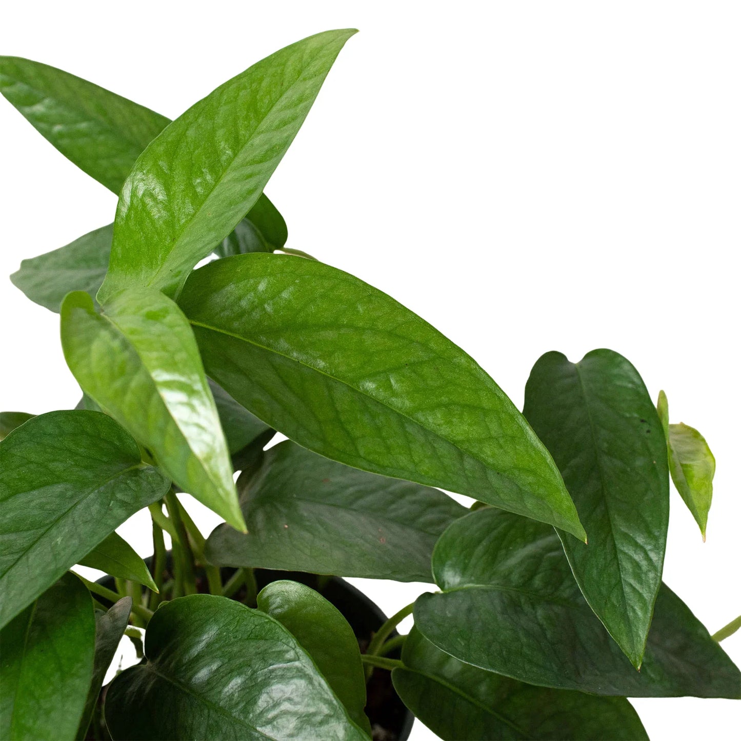 Pothos 'Cebu Blue' | Cactus Clint