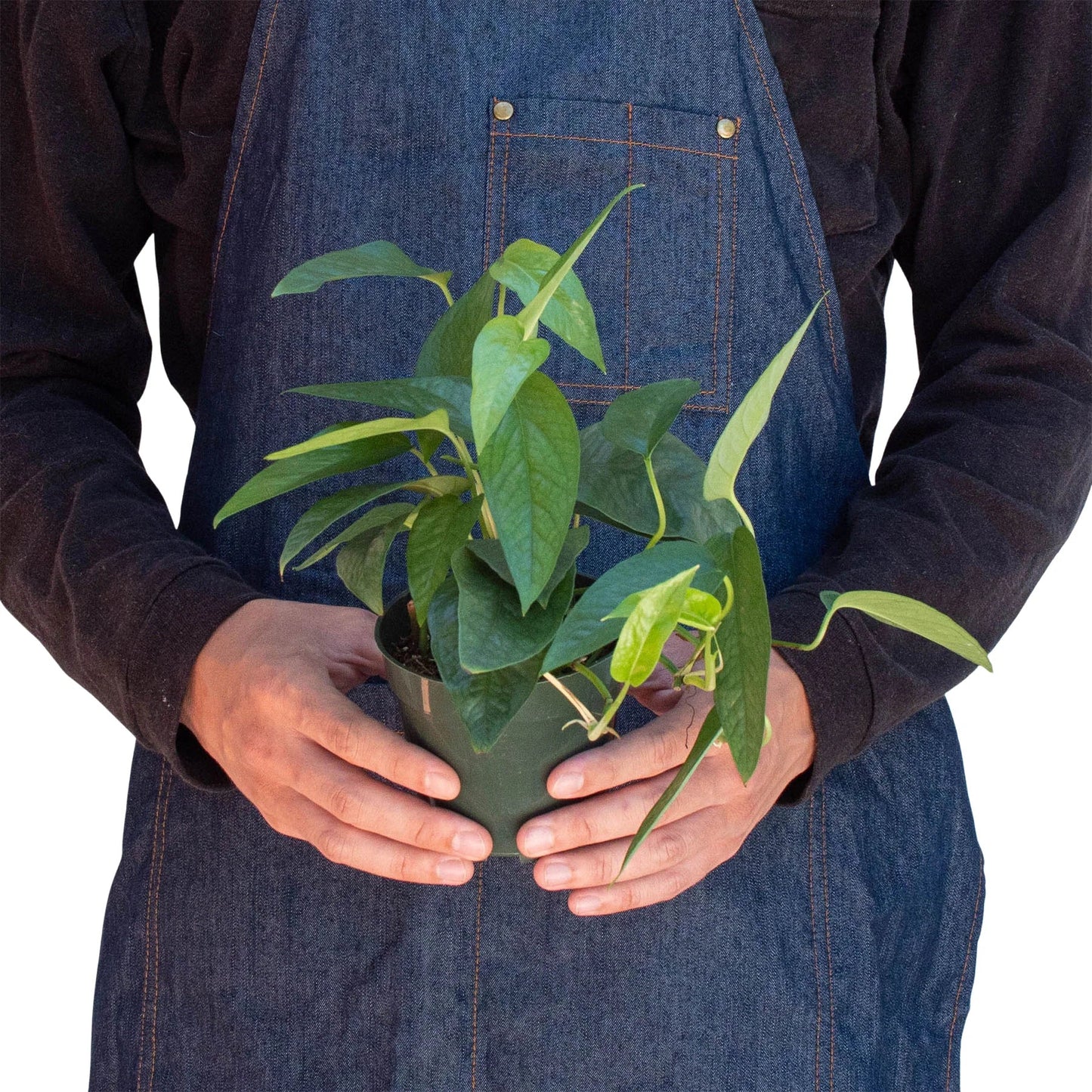 Pothos 'Cebu Blue' | Cactus Clint