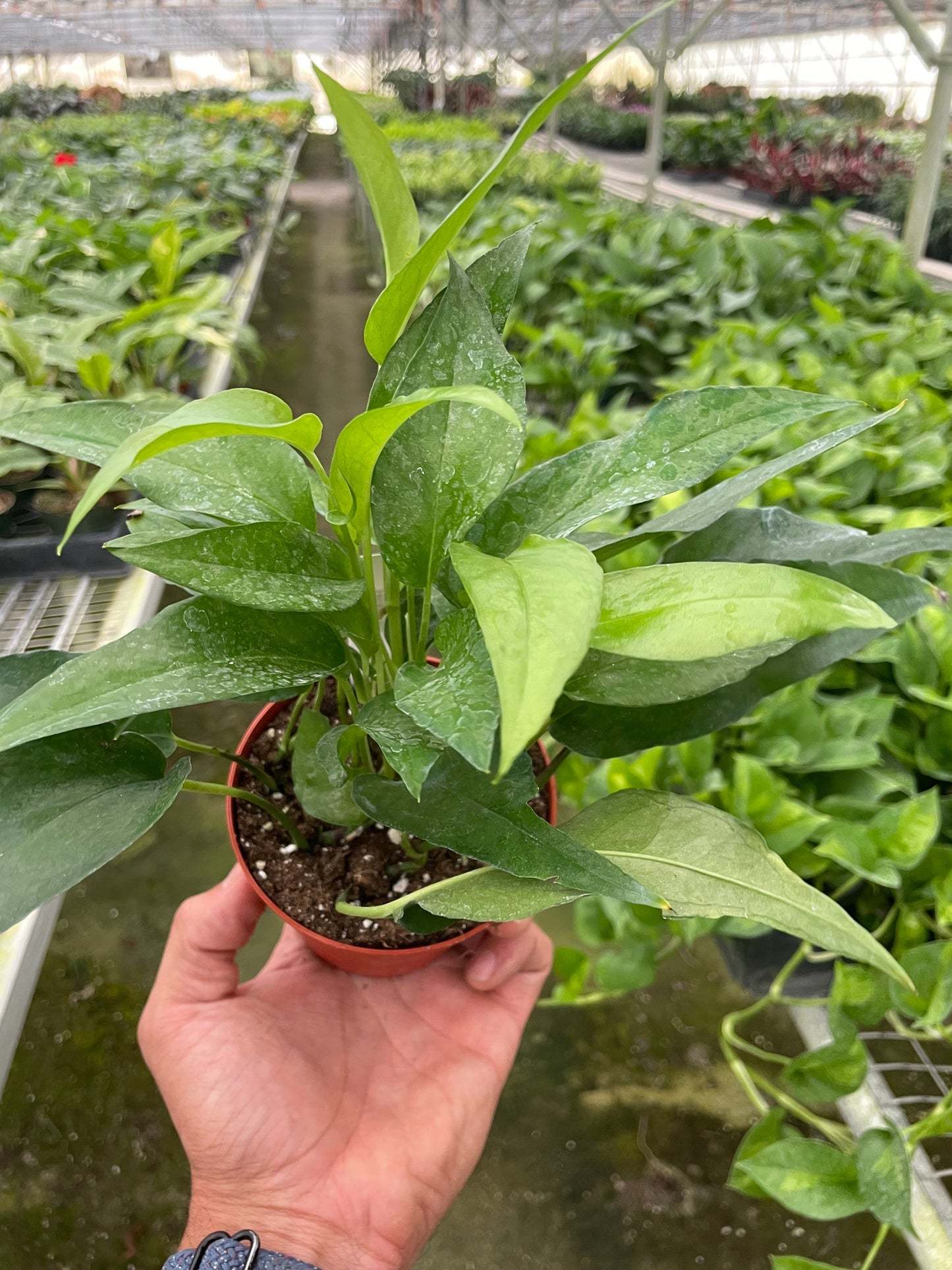 Pothos Skeleton Key | Cactus Clint