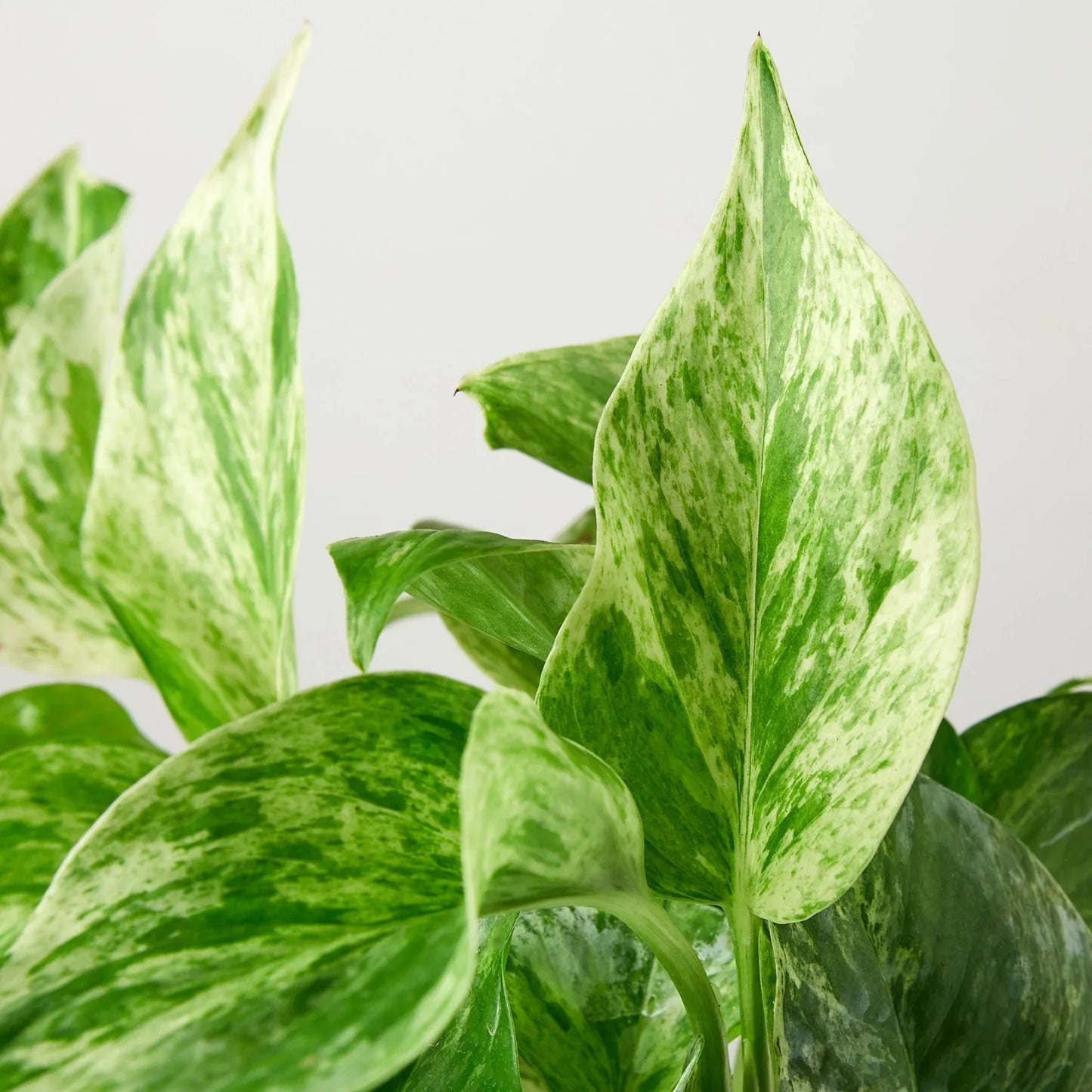 Pothos 'Marble Queen' | Cactus Clint