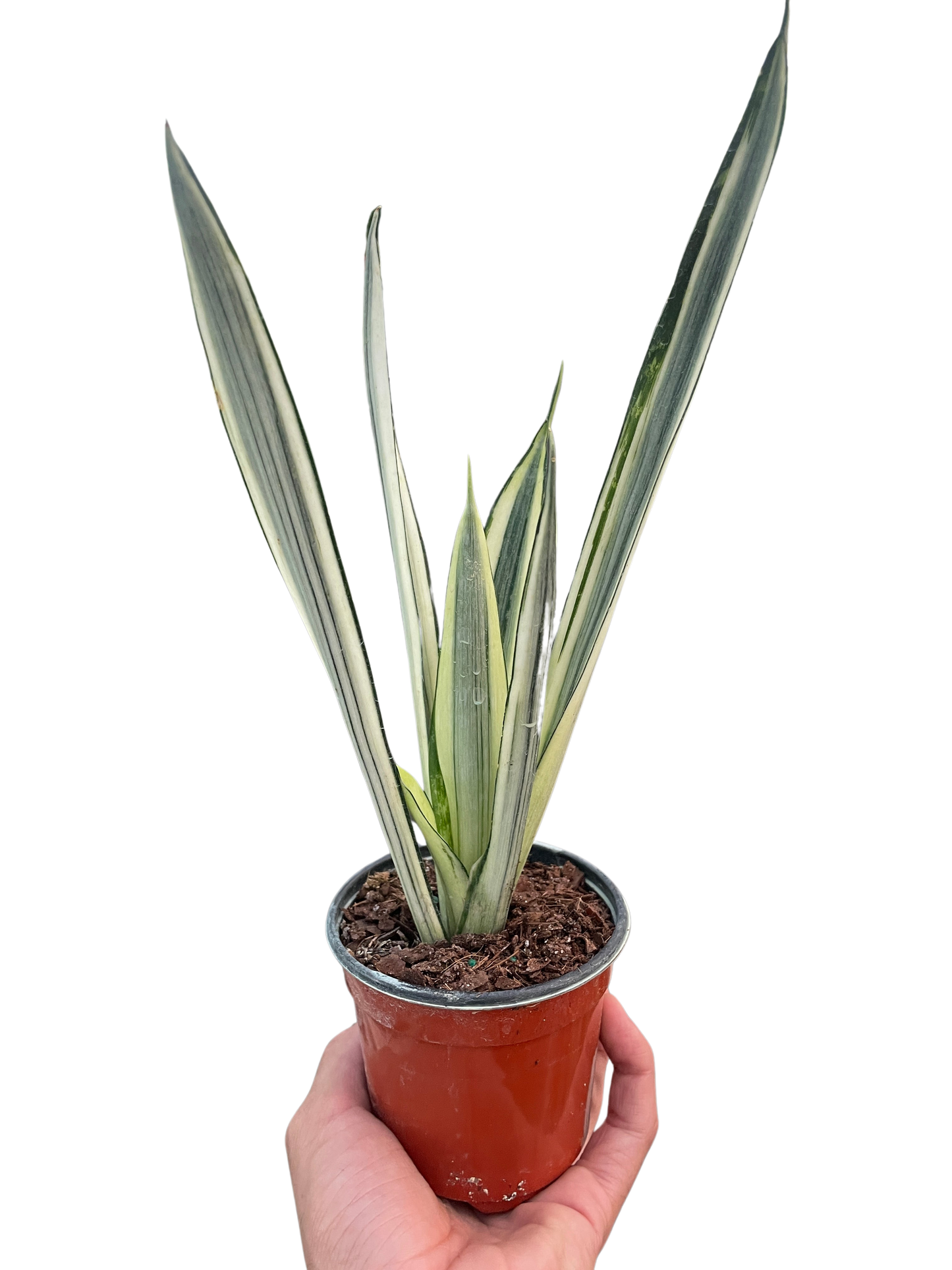 Snake 'Bantel's Sensation' | Cactus Clint