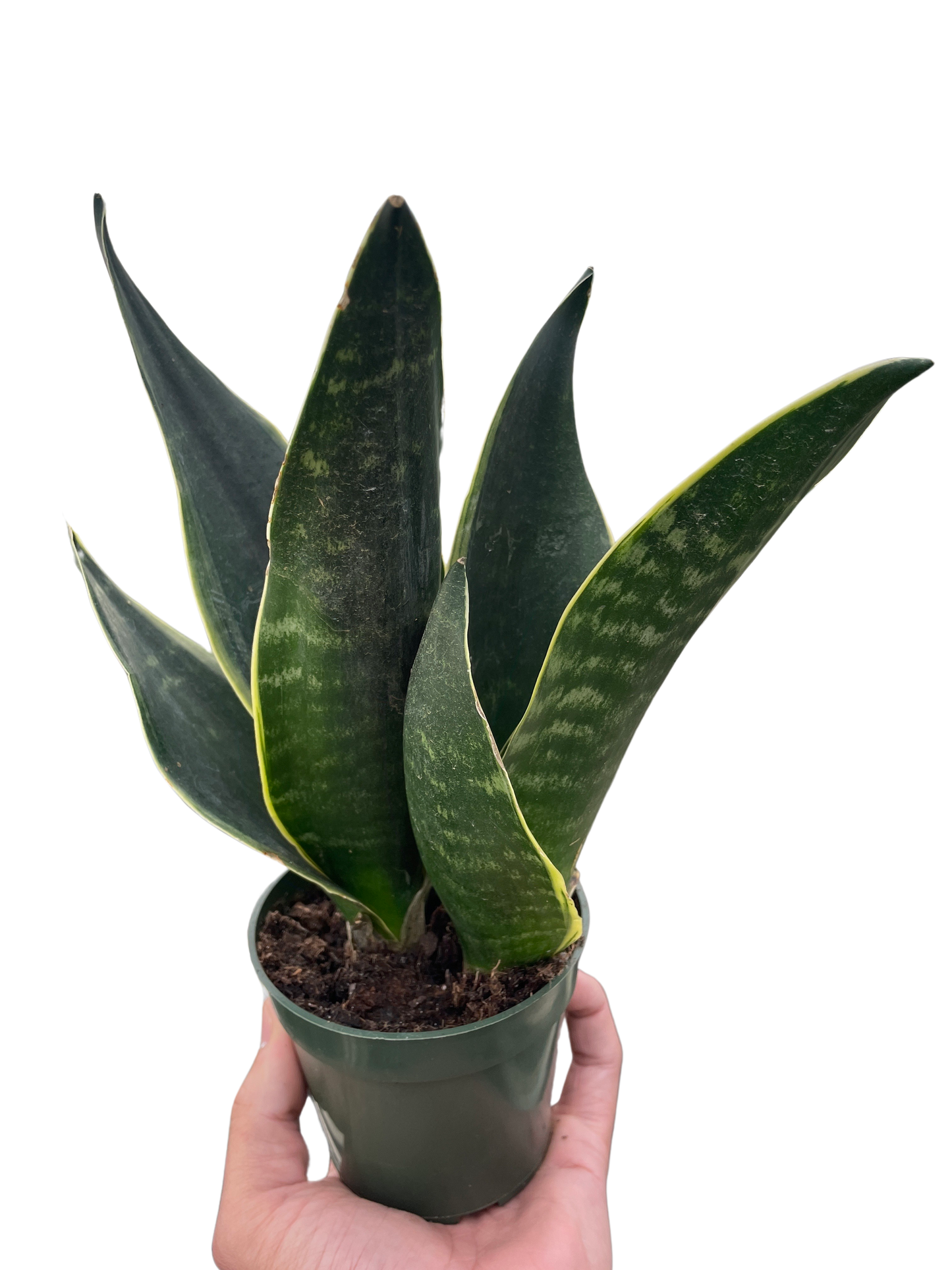 Snake 'Fabi' | Cactus Clint