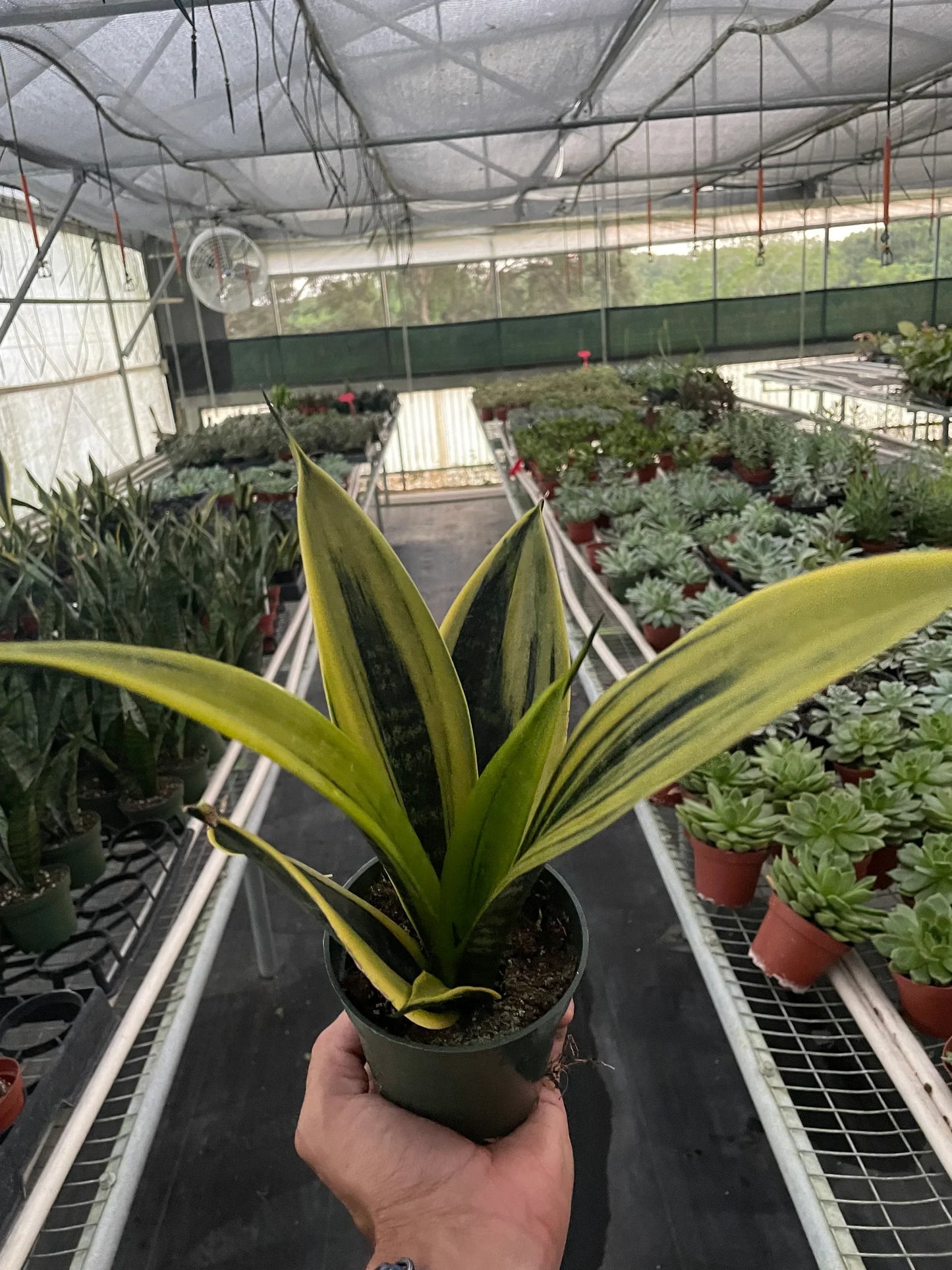 Snake 'Gold Flame' | Cactus Clint