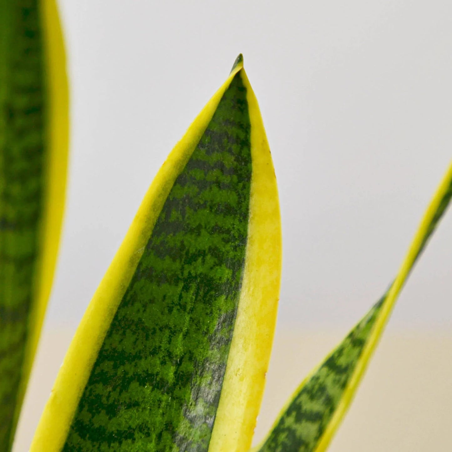 Snake Plant Laurentii | Cactus Clint