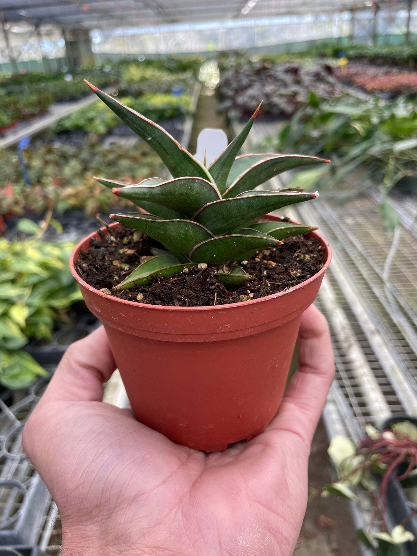 Snake 'Lavranos' | Cactus Clint