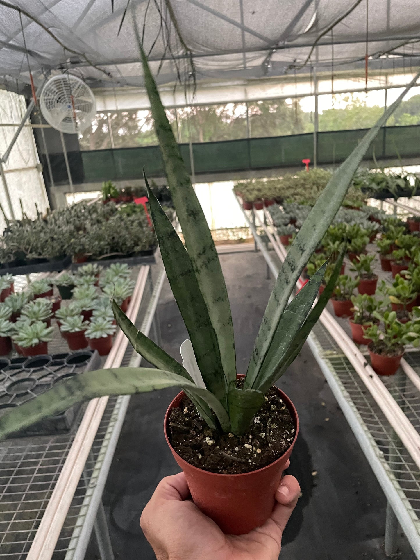 Snake 'Silver Princess' | Cactus Clint