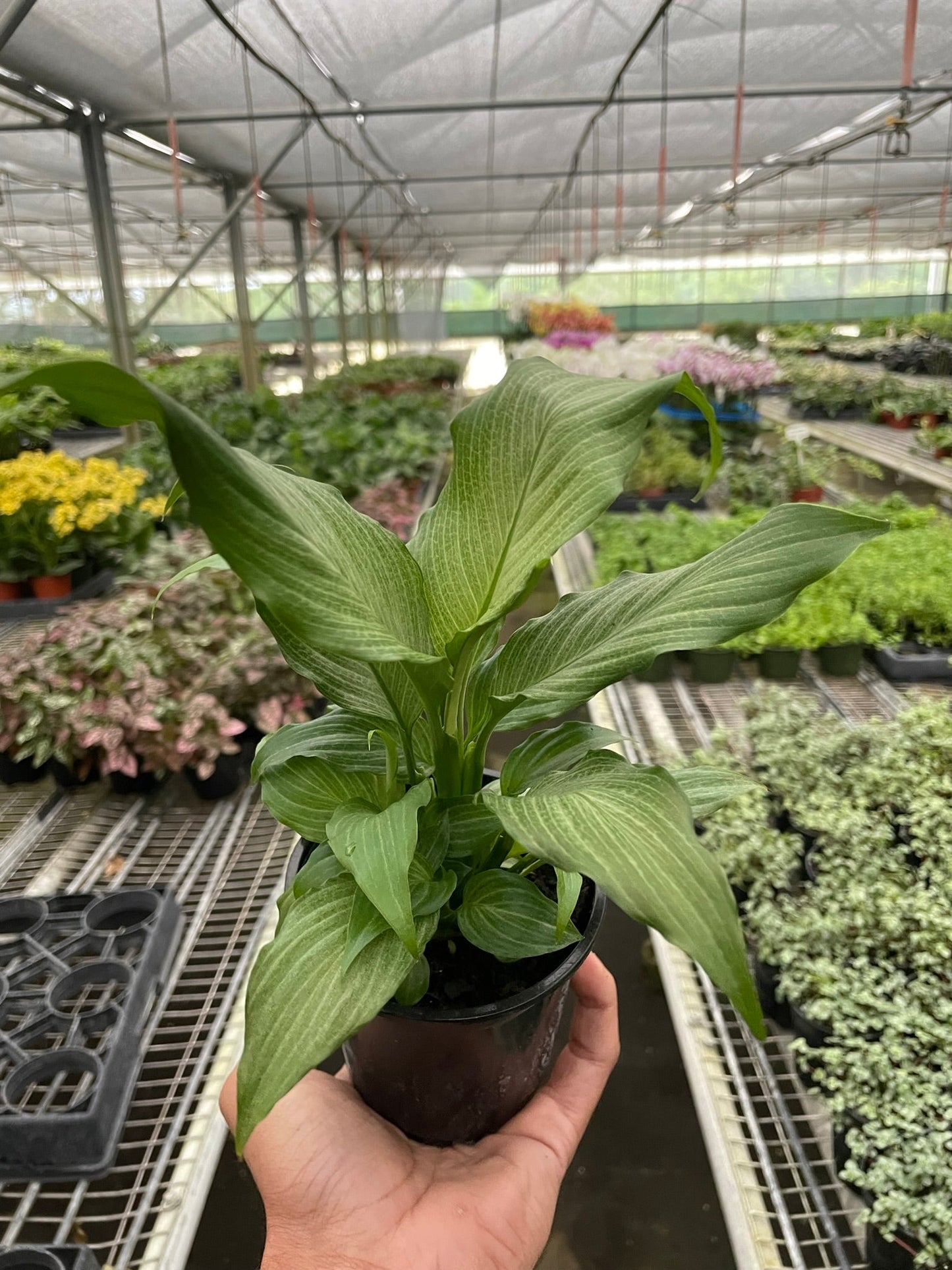 Spathiphyllum 'Platinum Mist' | Cactus Clint