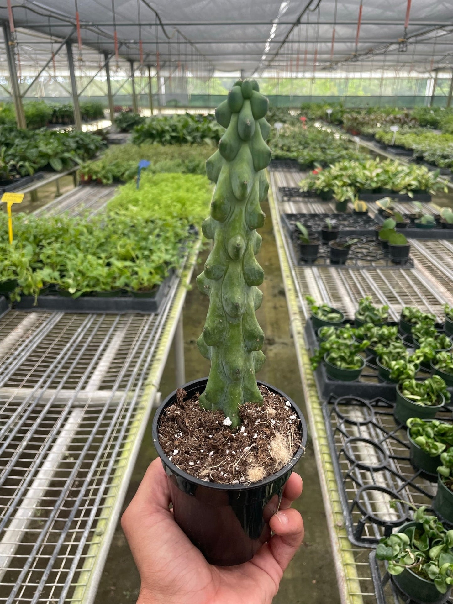 Boobie Cactus | Cactus Clint
