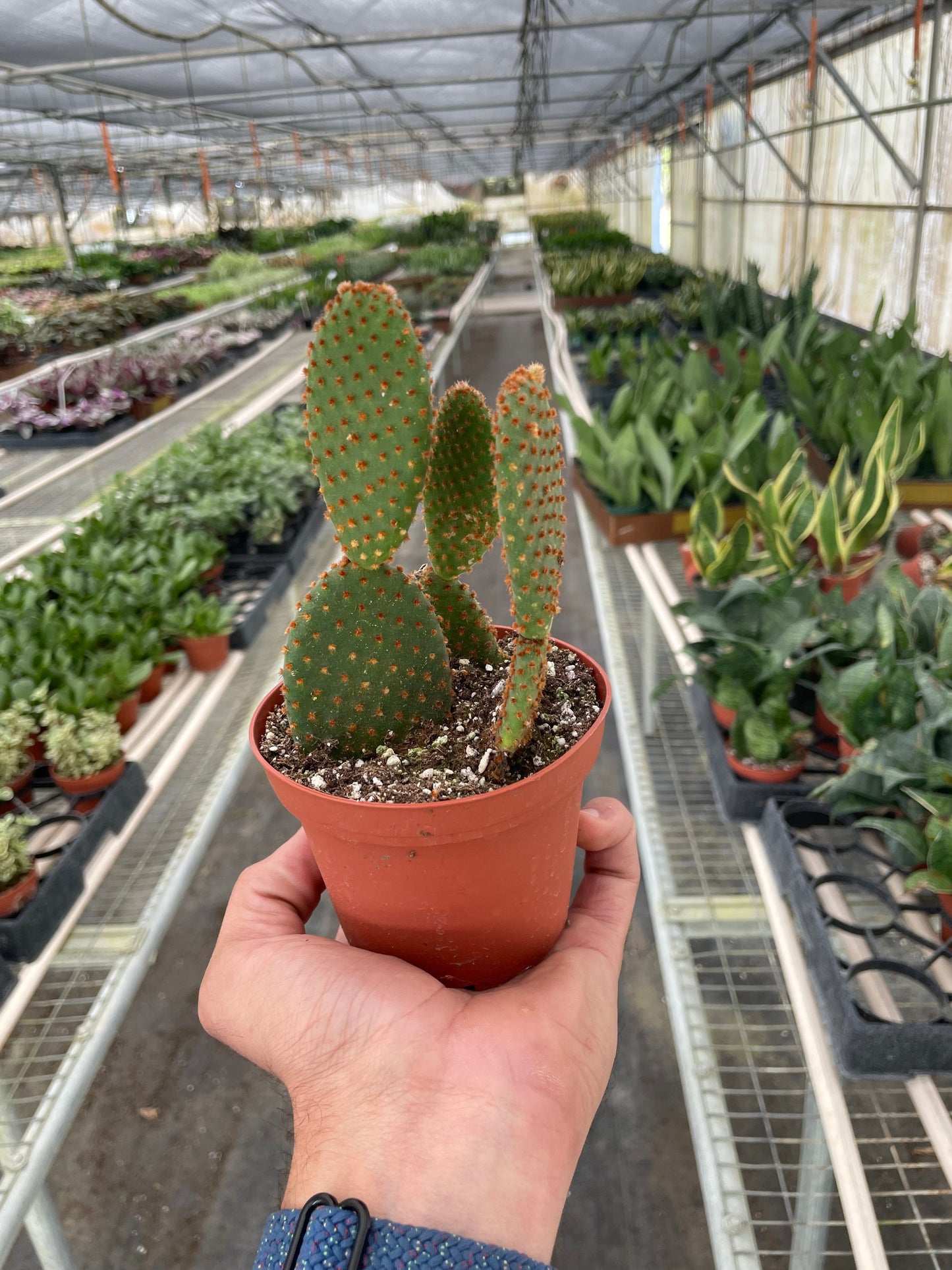 Opuntia 'Microdasys' (Bunny Ear Cactus) | Cactus Clint