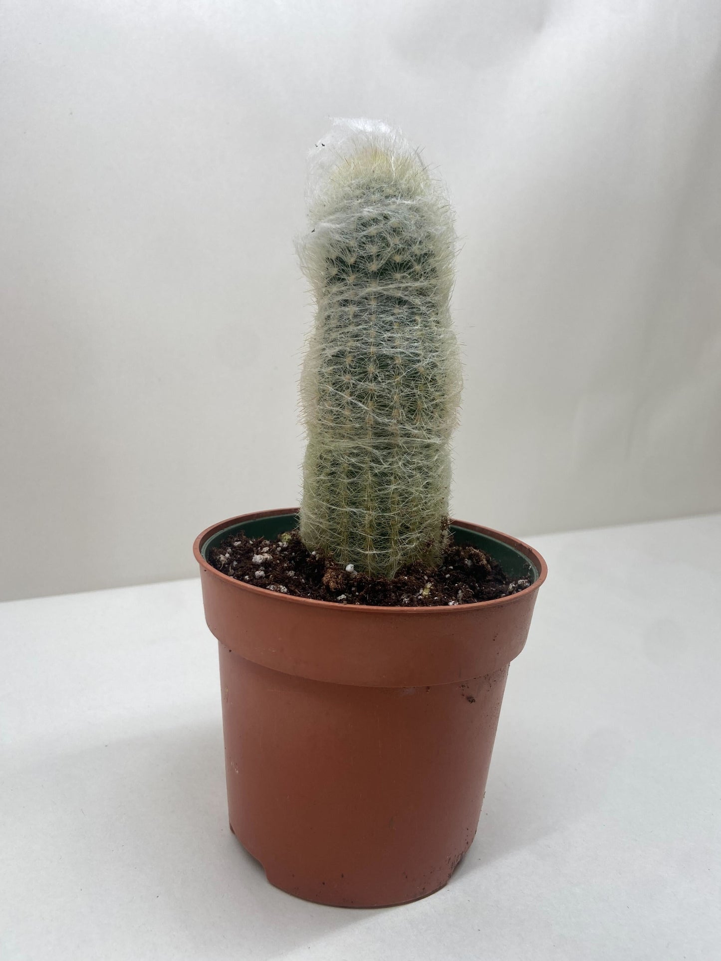 Succulent Cactus Old Man | Cactus Clint