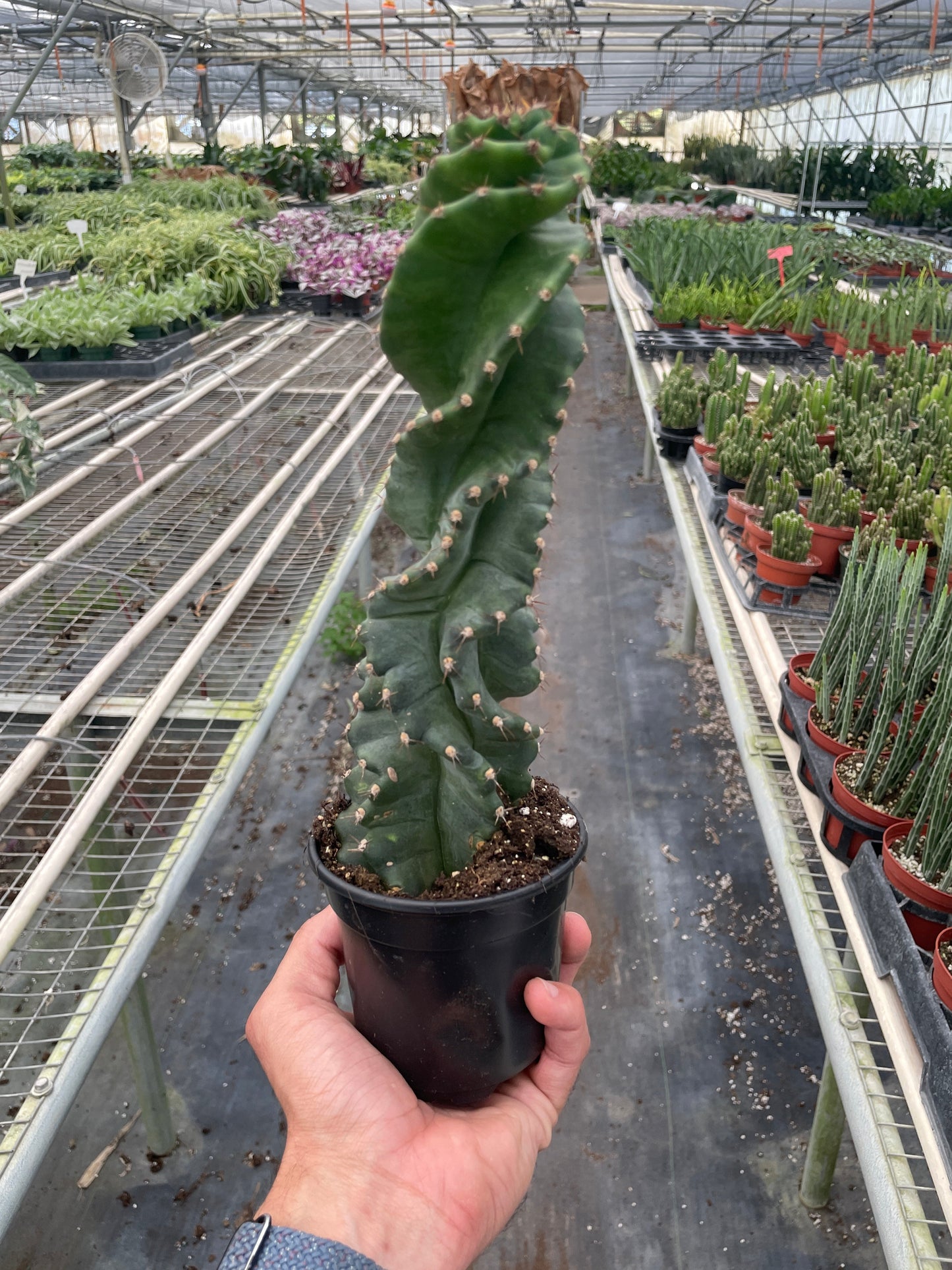 Cereus forbesii 'Spiralis' | Cactus Clint
