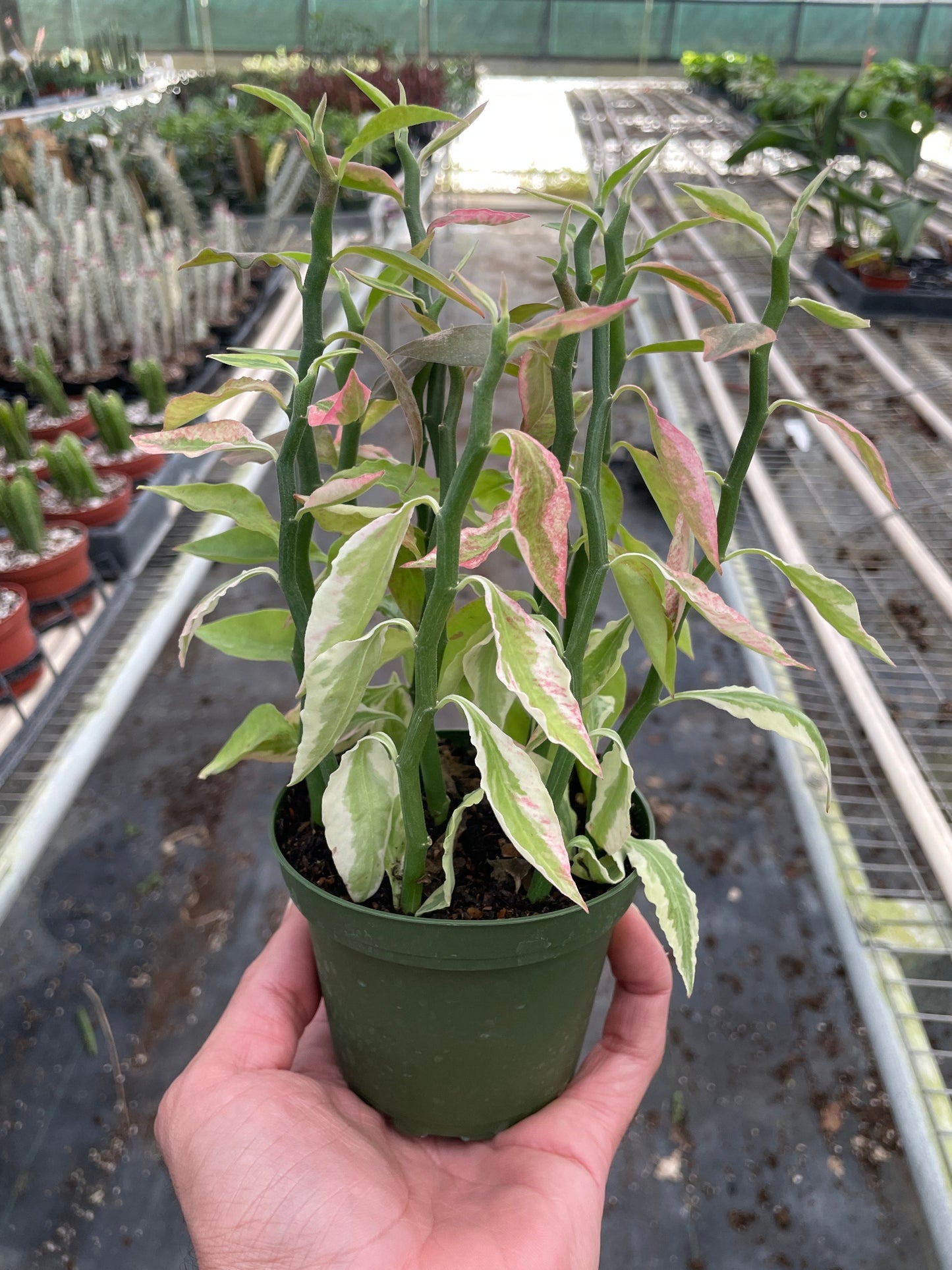 Variegated Devil's Backbone Euphorbia | Cactus Clint