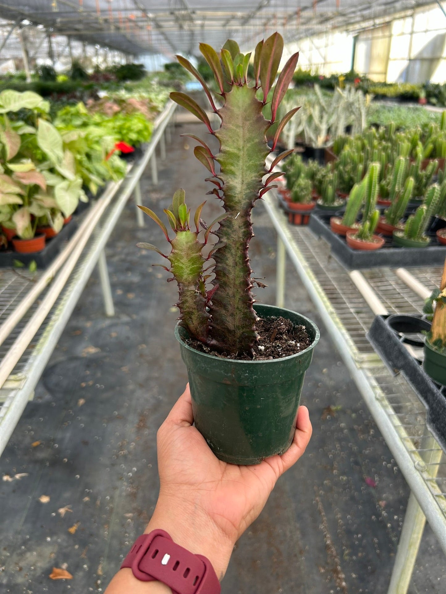 Succulent Euphorbia 'Trigona Rubra' | Cactus Clint