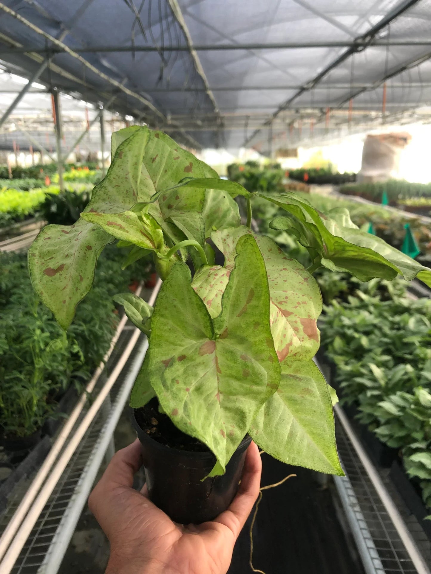 Syngonium 'Confetti' | Cactus Clint