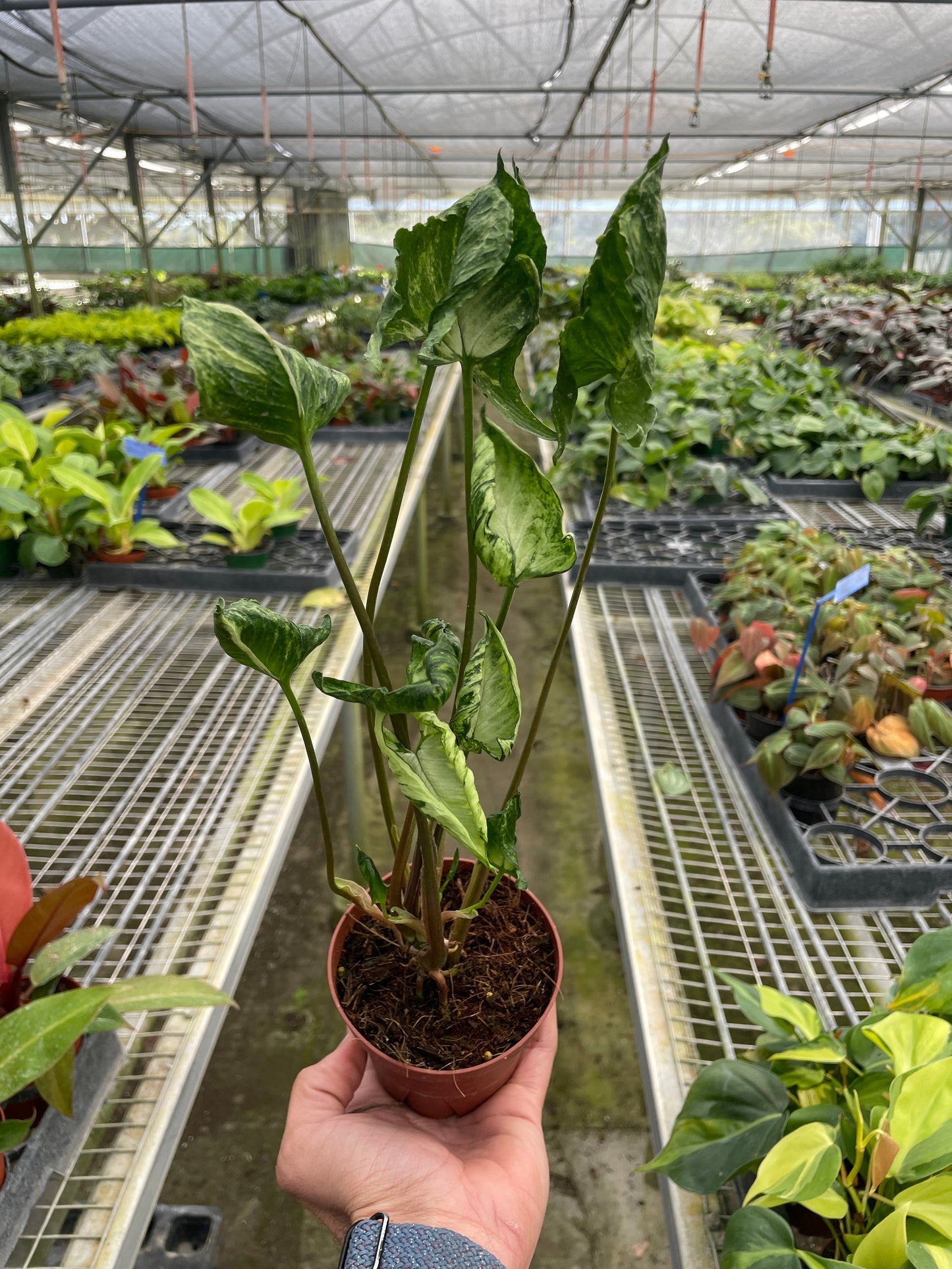 Syngonium 'Godzilla' | Cactus Clint