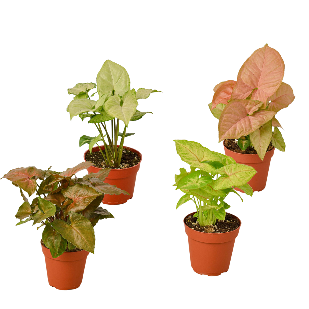 4 Different Syngonium Plants - Arrowhead Plants / 4" Pot / Live Plant | Cactus Clint