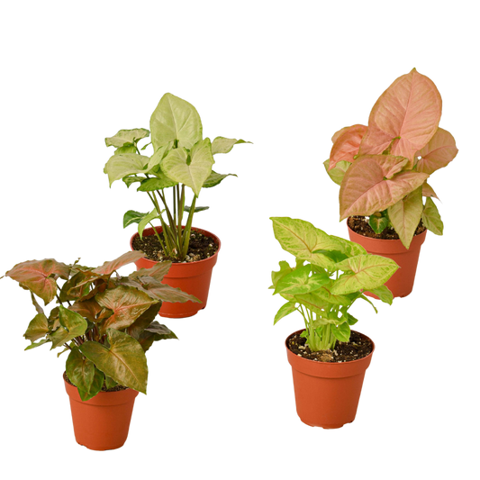 4 Different Syngonium Plants - Arrowhead Plants / 4" Pot / Live Plant | Cactus Clint