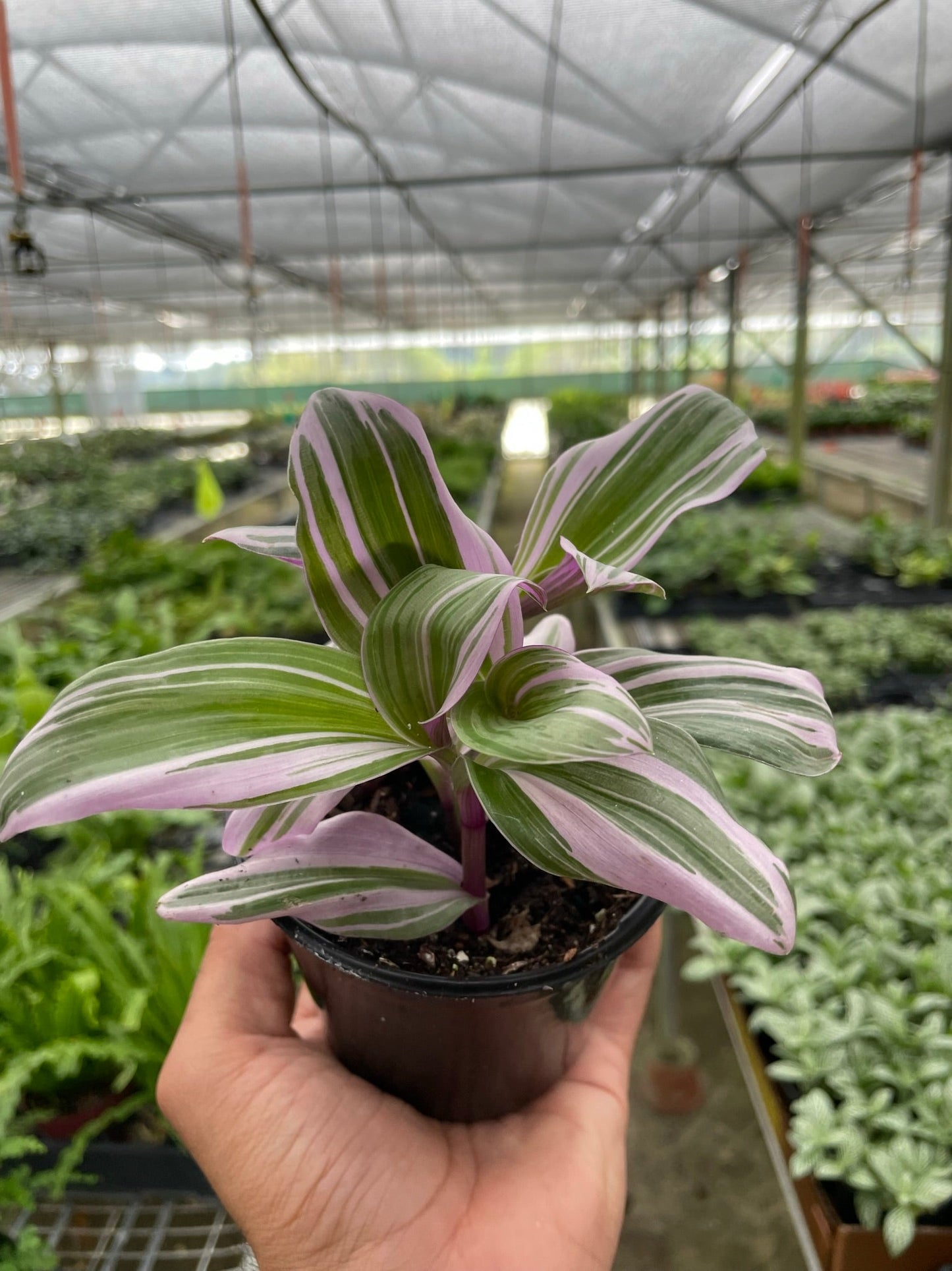 Tradescantia 'Nanouk' | Cactus Clint