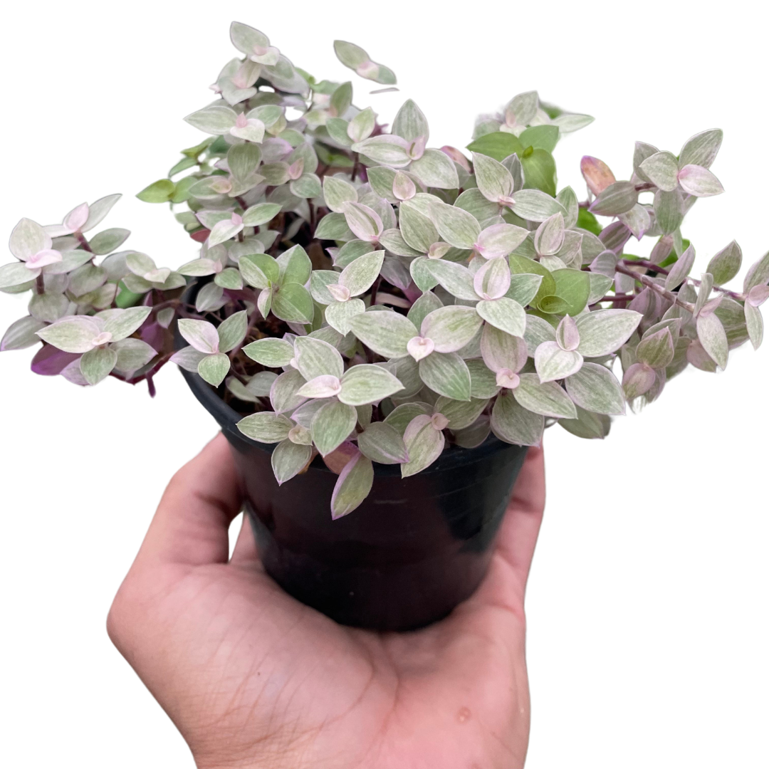 Tradescantia Callisia 'Pink Panther' | Cactus Clint