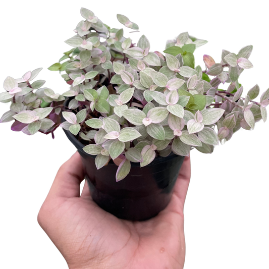 Tradescantia Callisia 'Pink Panther' | Cactus Clint