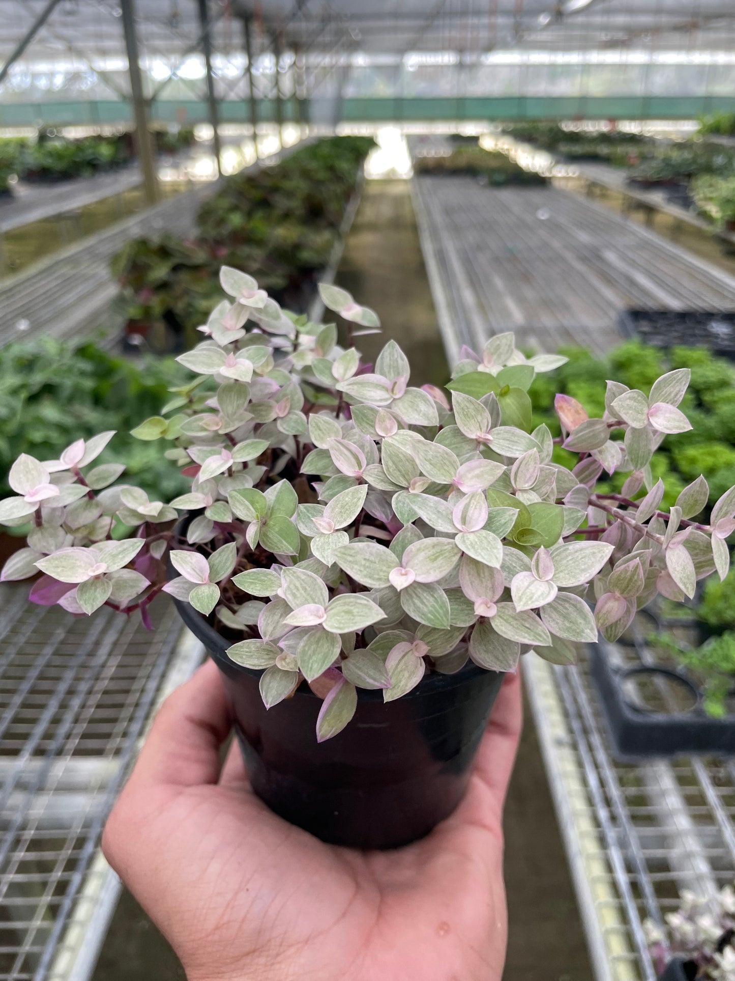 Tradescantia Callisia 'Pink Panther' | Cactus Clint