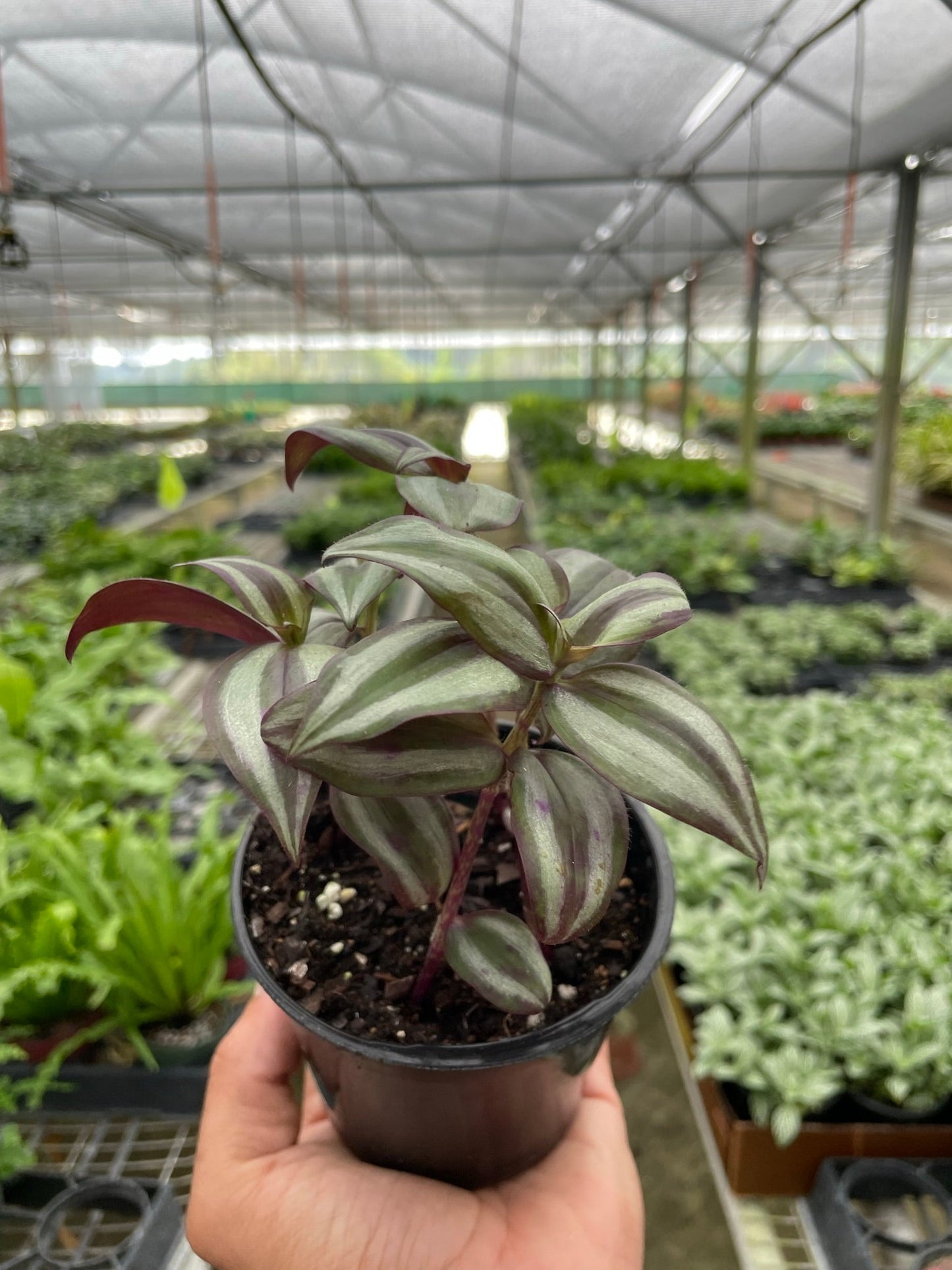 Tradescantia Zebrina 'Wandering Dude' | Cactus Clint