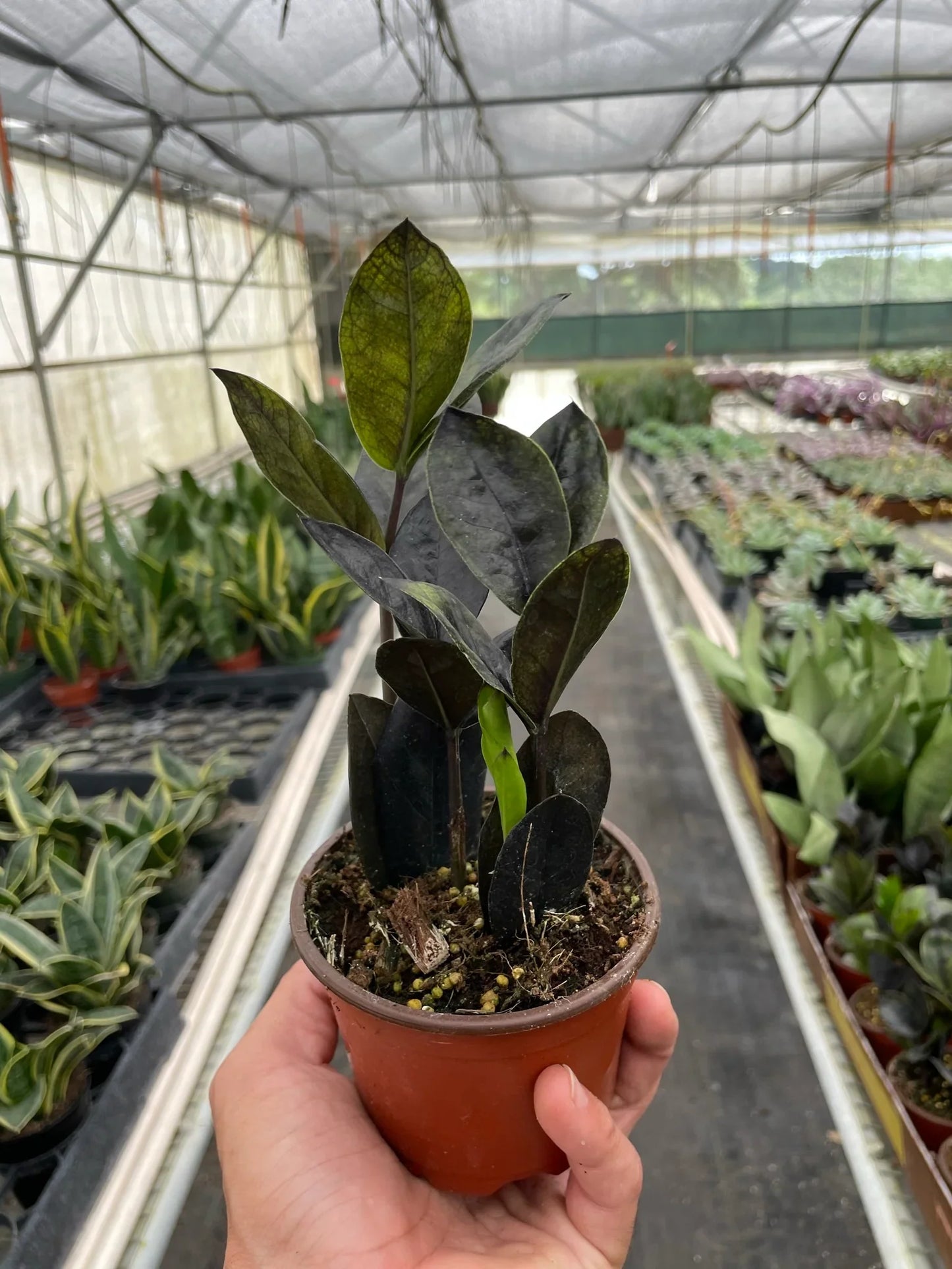 ZZ Zamioculcas 'Black Queen' | Cactus Clint