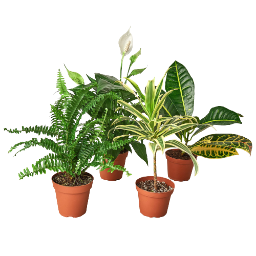 Air Purifying Variety Bundle | Cactus Clint