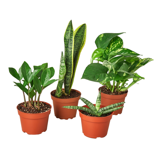 Easy Care Variety Bundle | Cactus Clint
