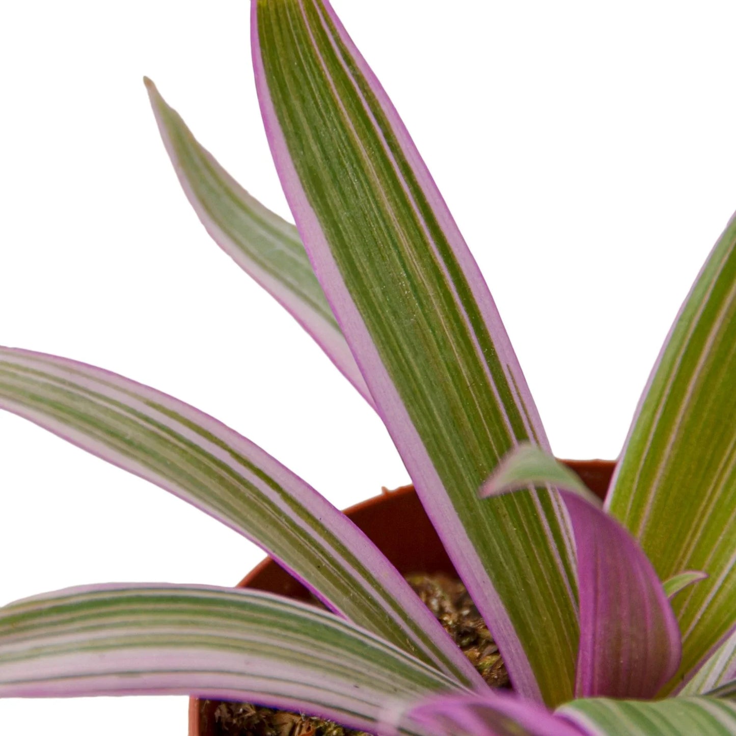Oyster Plant 'Moses in the Cradle' | Cactus Clint
