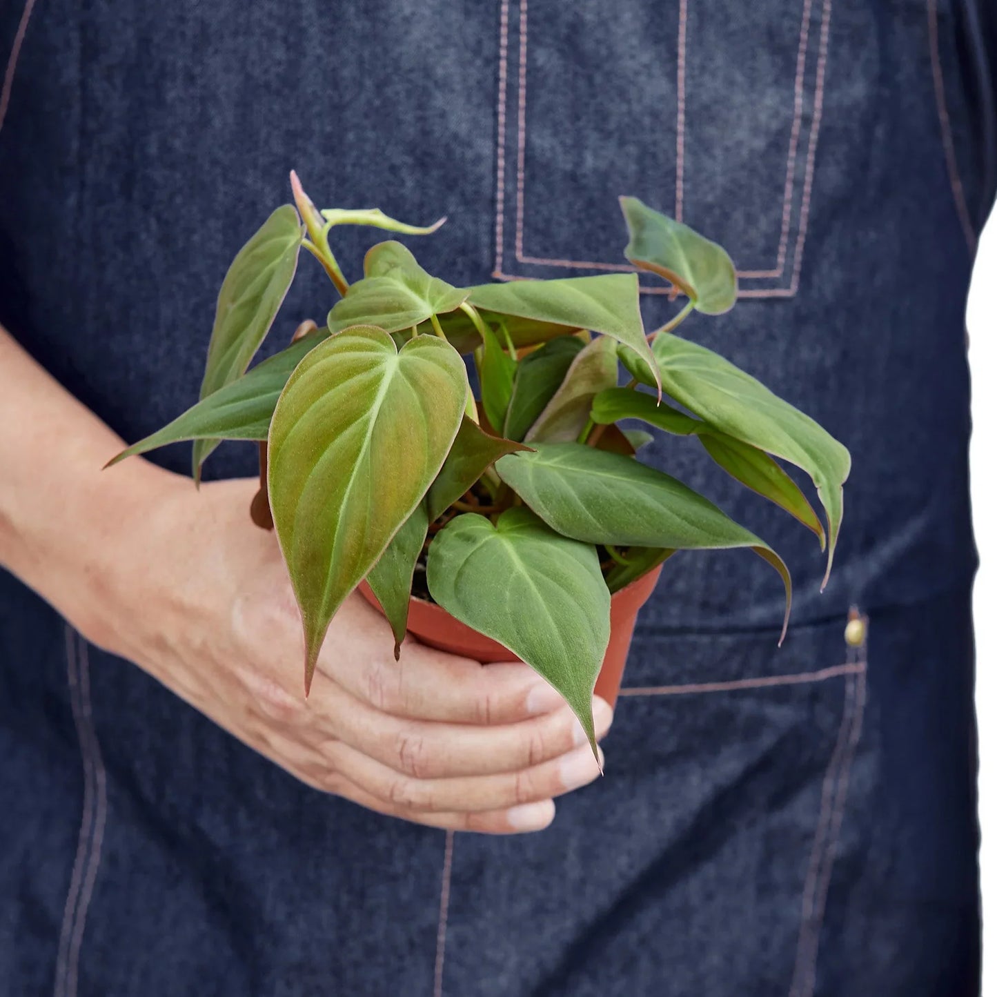 Philodendron 'Velvet' | Cactus Clint