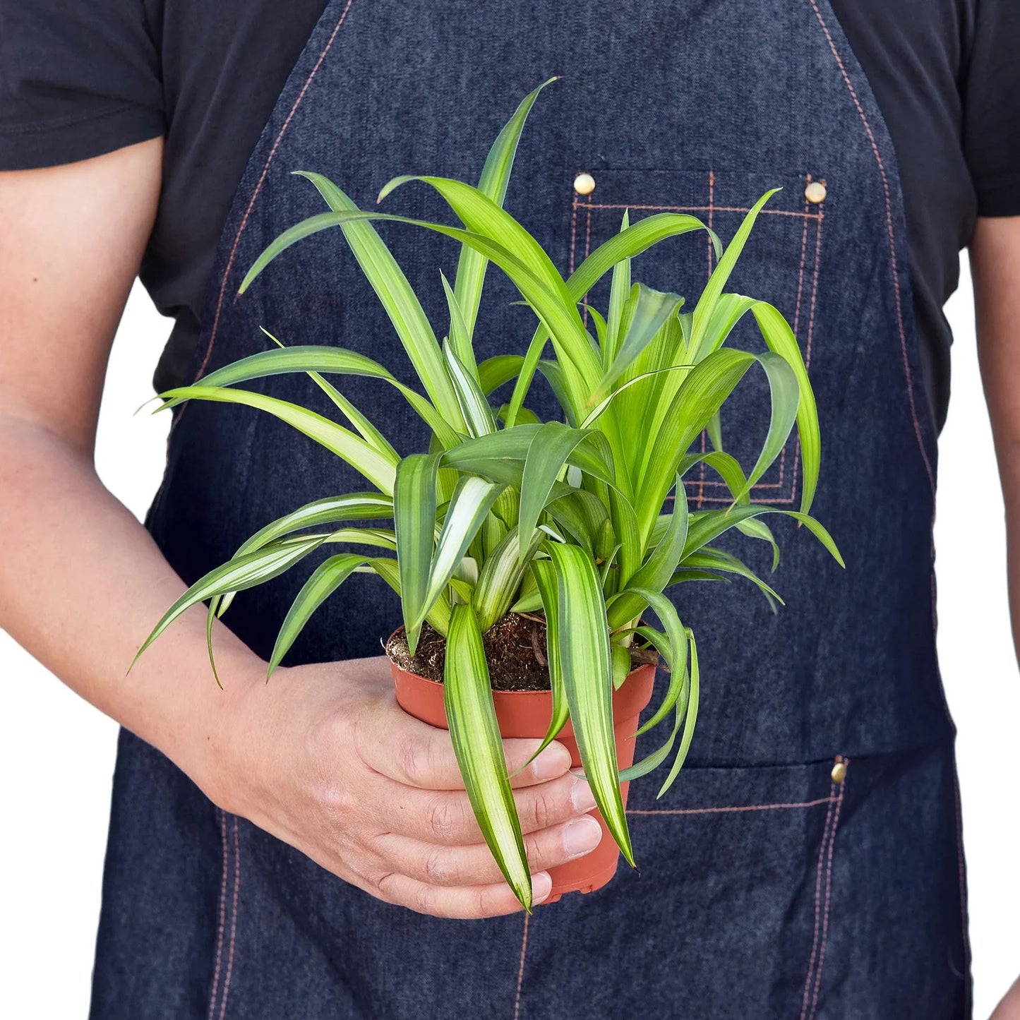Spider Plant Hawaiian | Cactus Clint