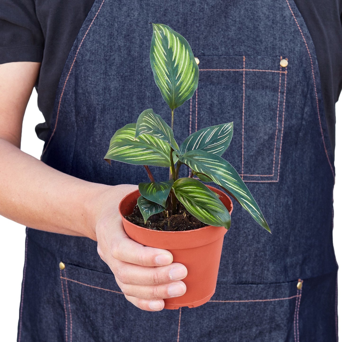 Calathea 'Beauty Star' | Cactus Clint