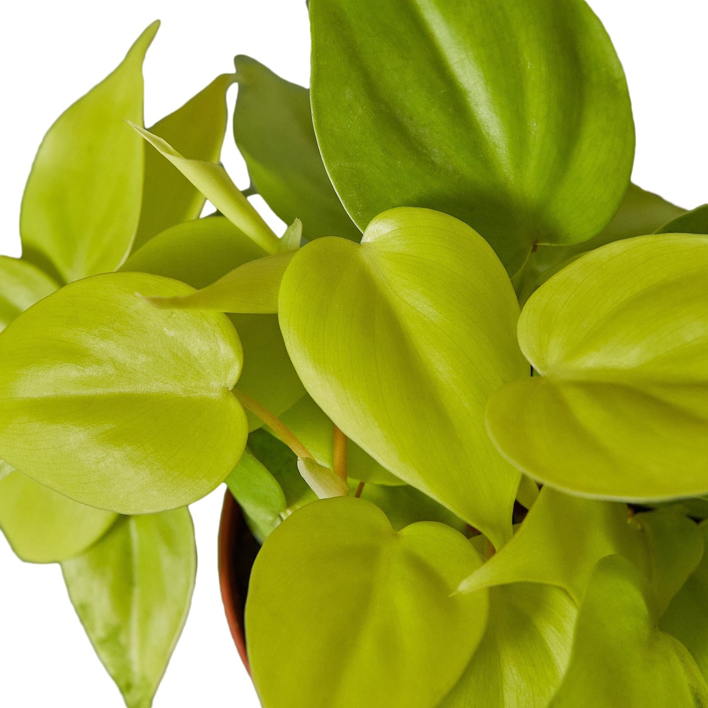Philodendron 'Neon' | Cactus Clint