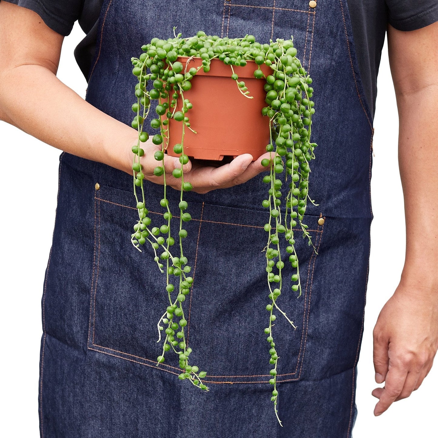 Succulent 'String of Pearls' | Cactus Clint