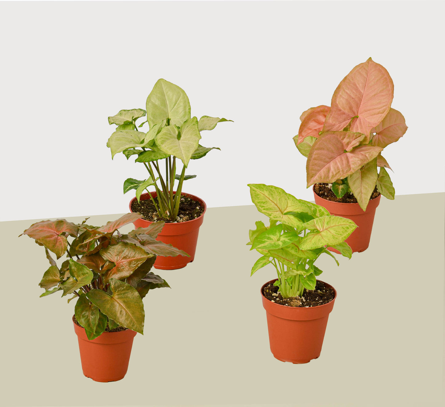 4 Different Syngonium Plants - Arrowhead Plants / 4" Pot / Live Plant | Cactus Clint