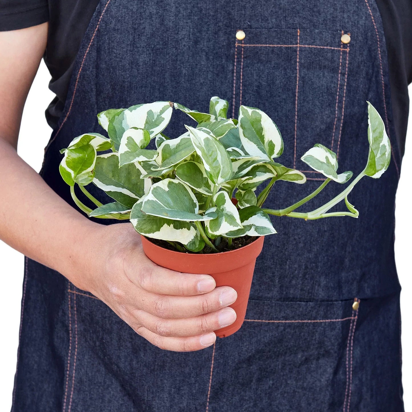 Pothos 'N'joy' | Cactus Clint