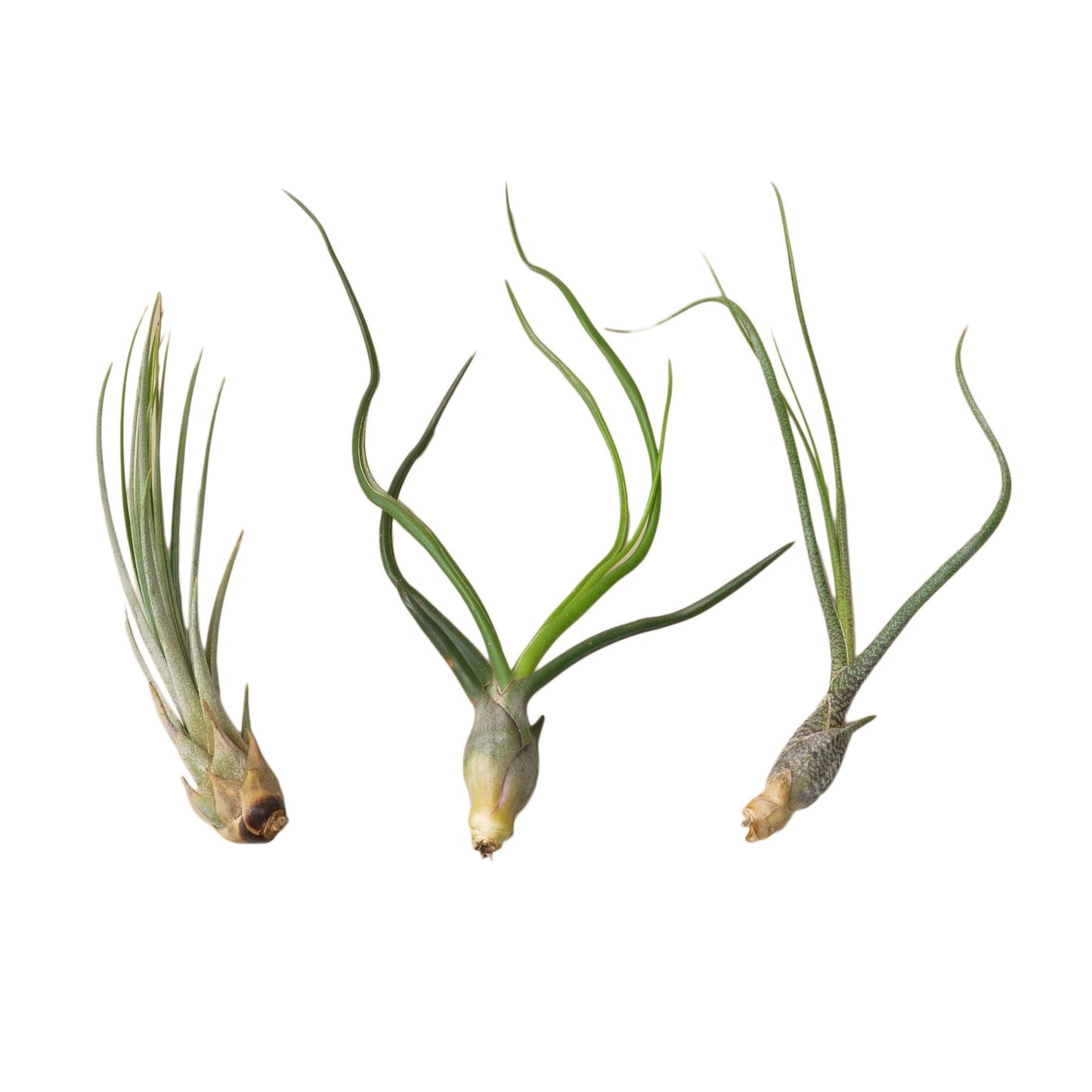 3 Large Tillandsia Air Plant Variety Pack | Cactus Clint