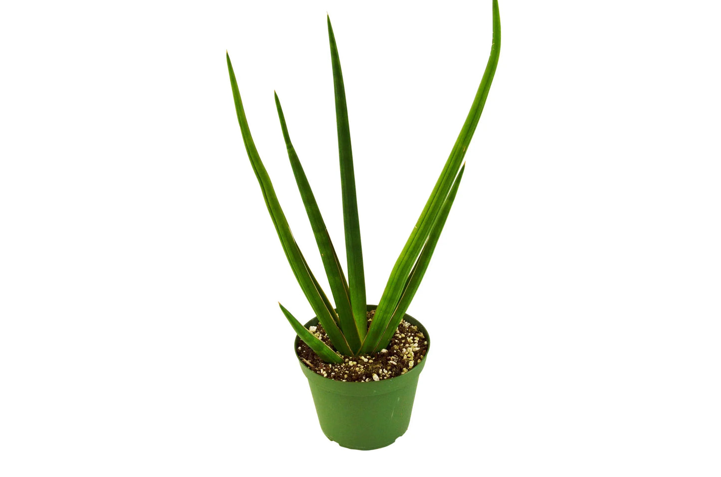 Snake Plant Cylindrica | Cactus Clint