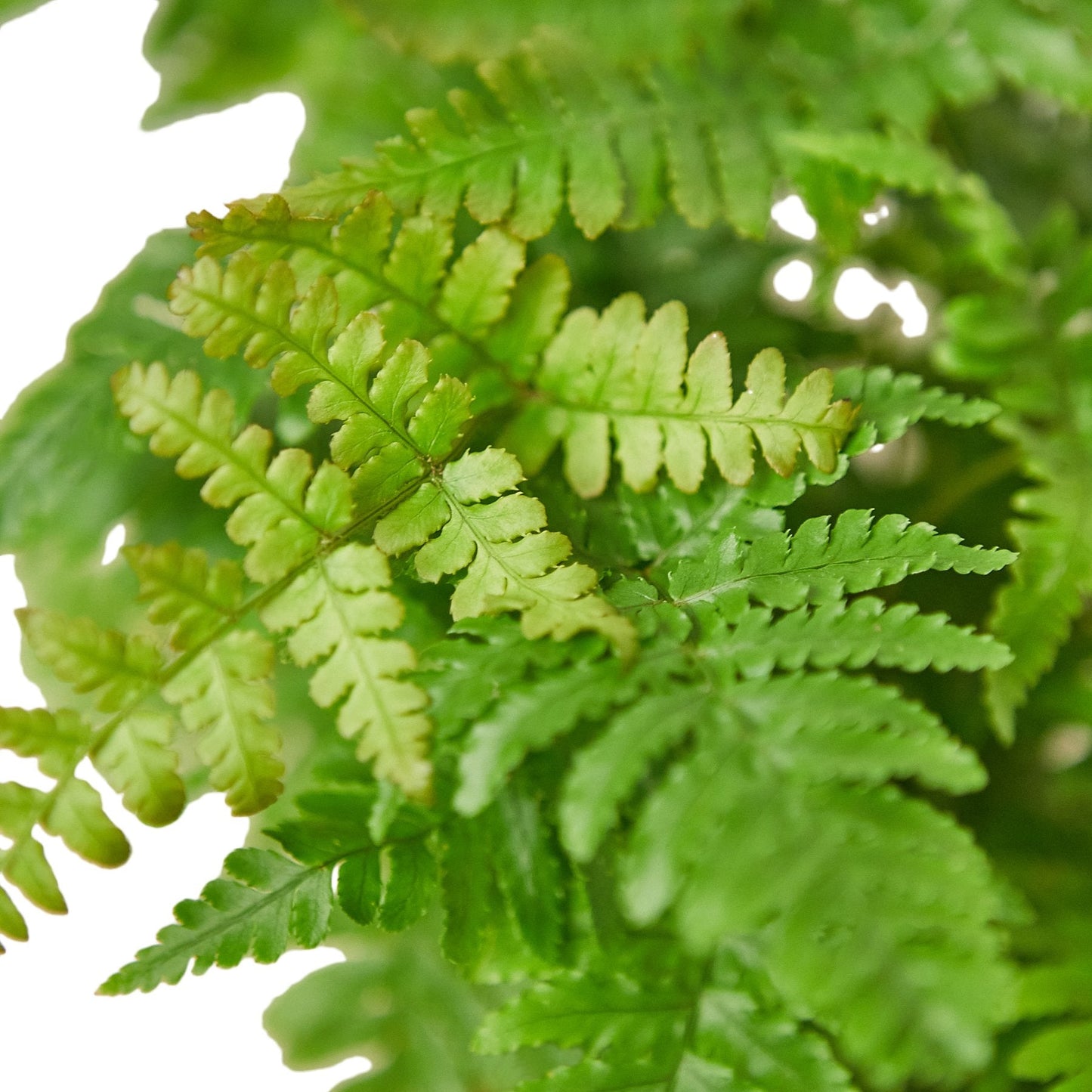 Autumn' Fern | Cactus Clint