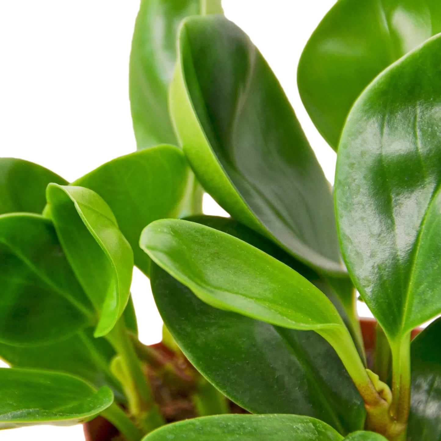 Peperomia Thailand | Cactus Clint