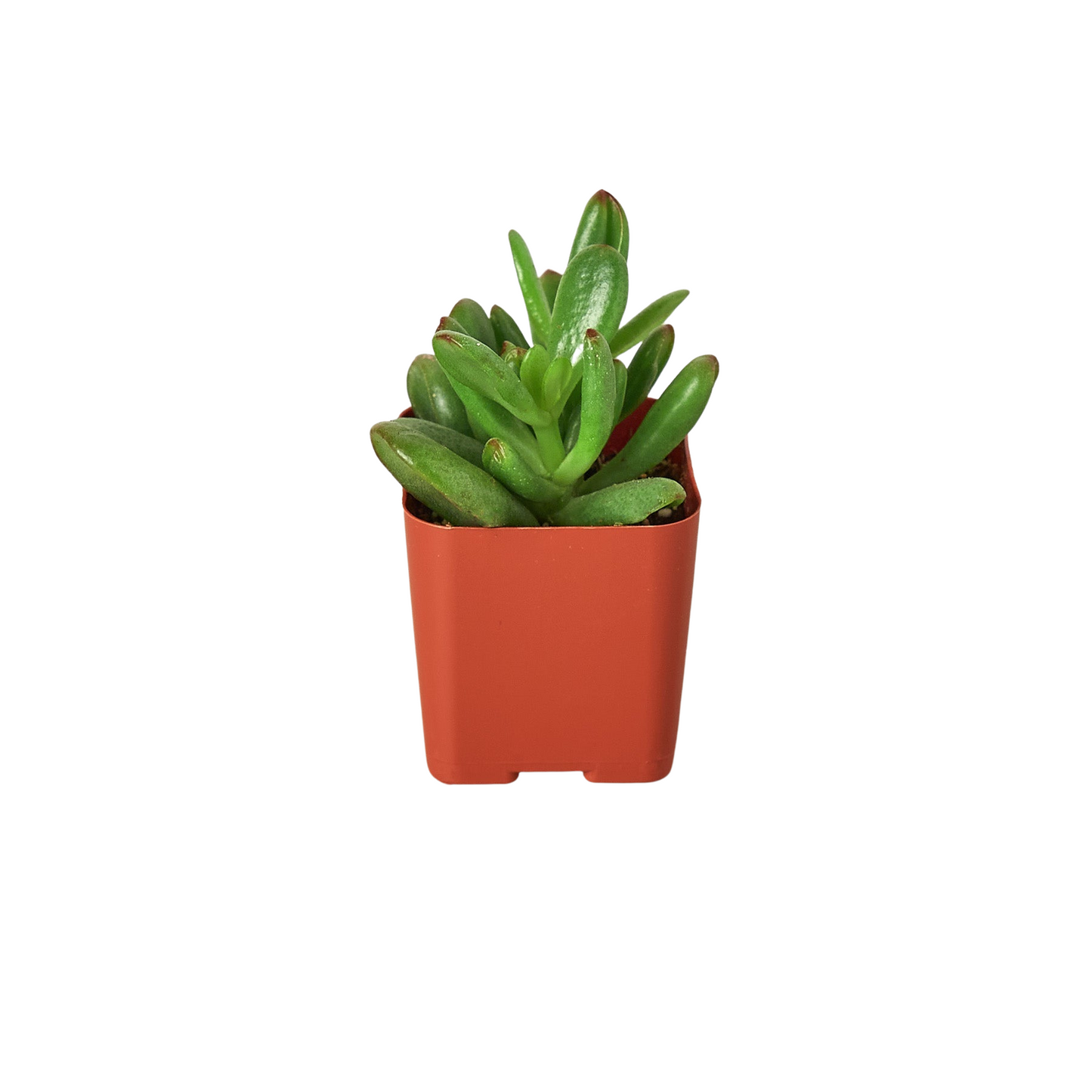 3" Tropical Plant Variety Bundle | Cactus Clint