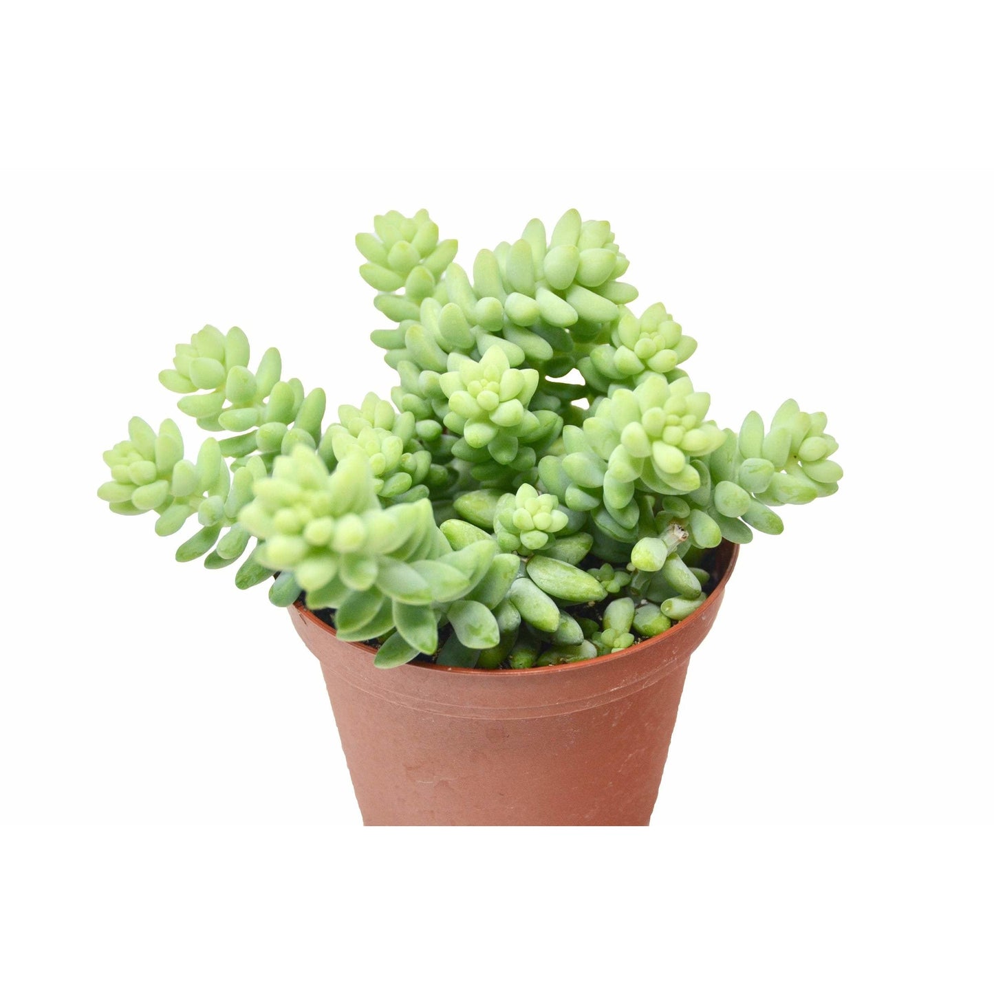 Sedum 'White Stone Crop' Succulent | Cactus Clint